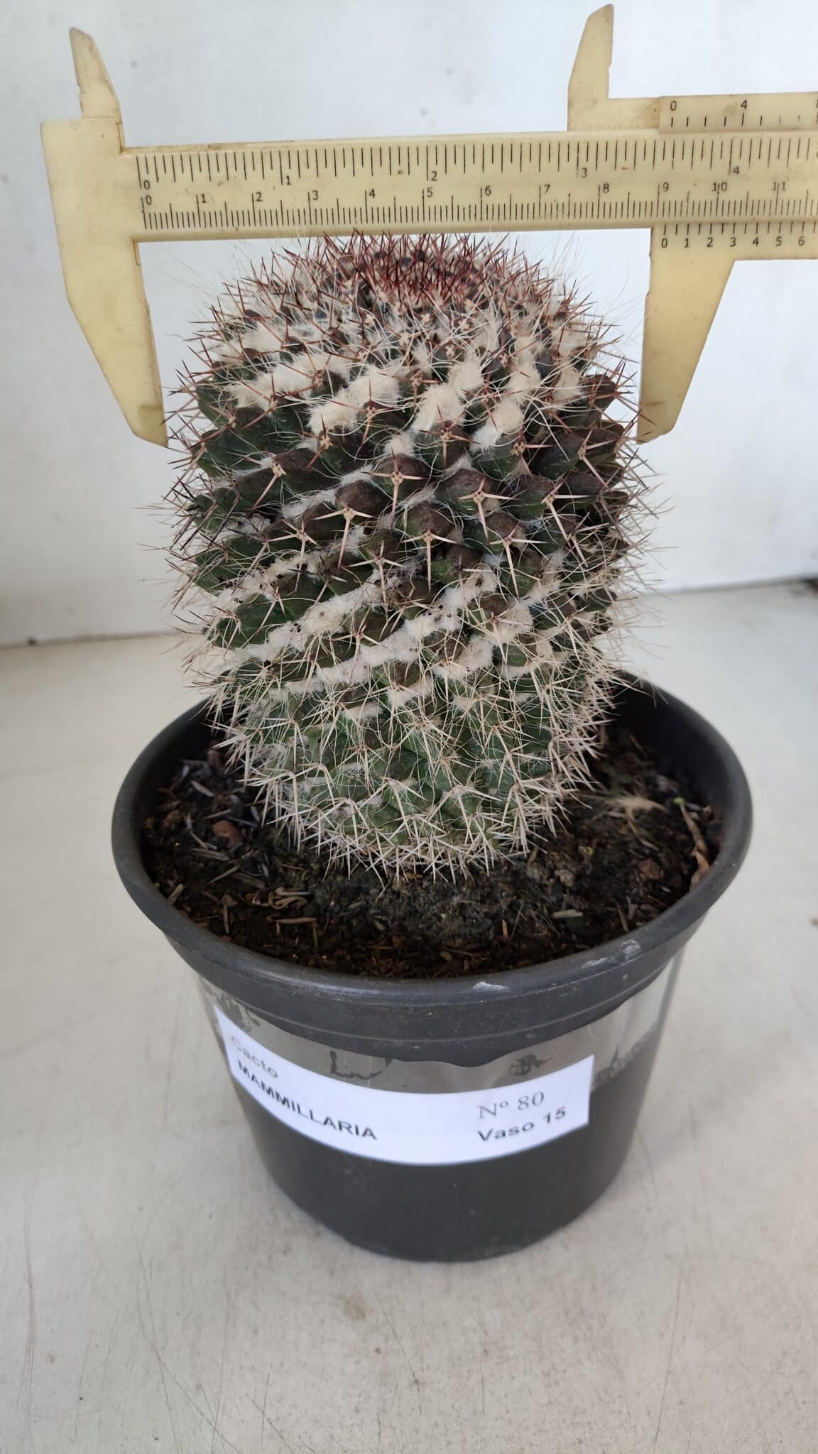 CACTOS Mammillaria Nº 80 – vaso 15