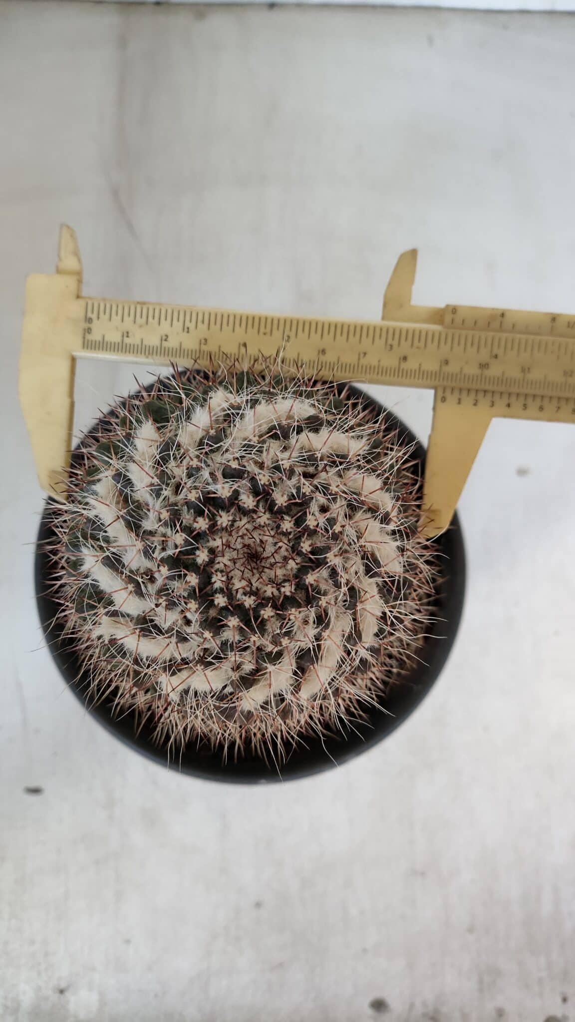 CACTOS Mammillaria Nº 80 – vaso 15