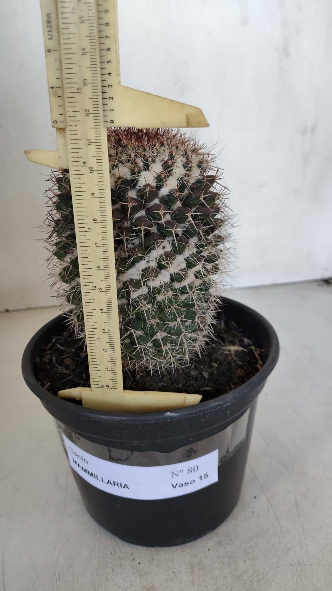 CACTOS Mammillaria Nº 80 – vaso 15