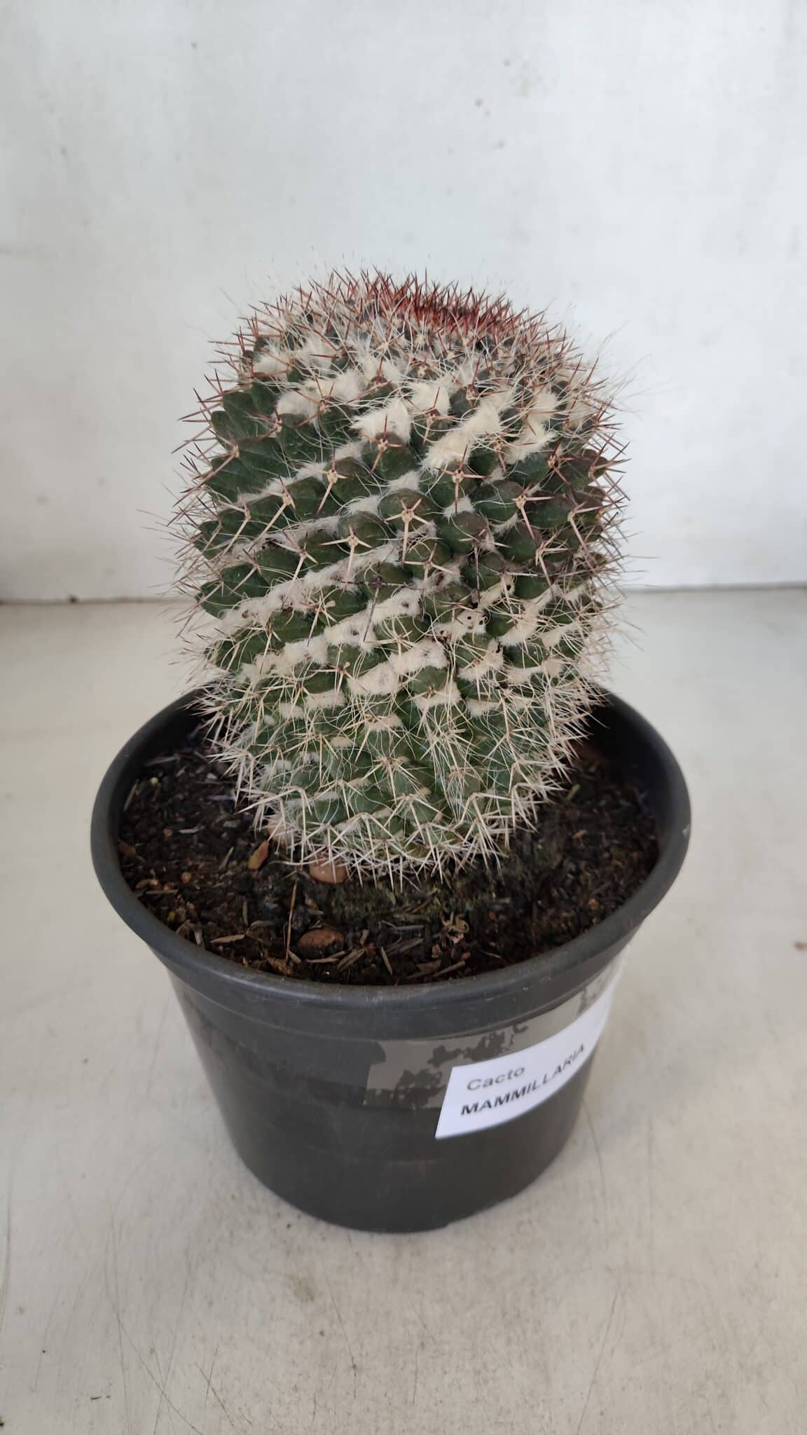 CACTOS Mammillaria Nº 80 – vaso 15