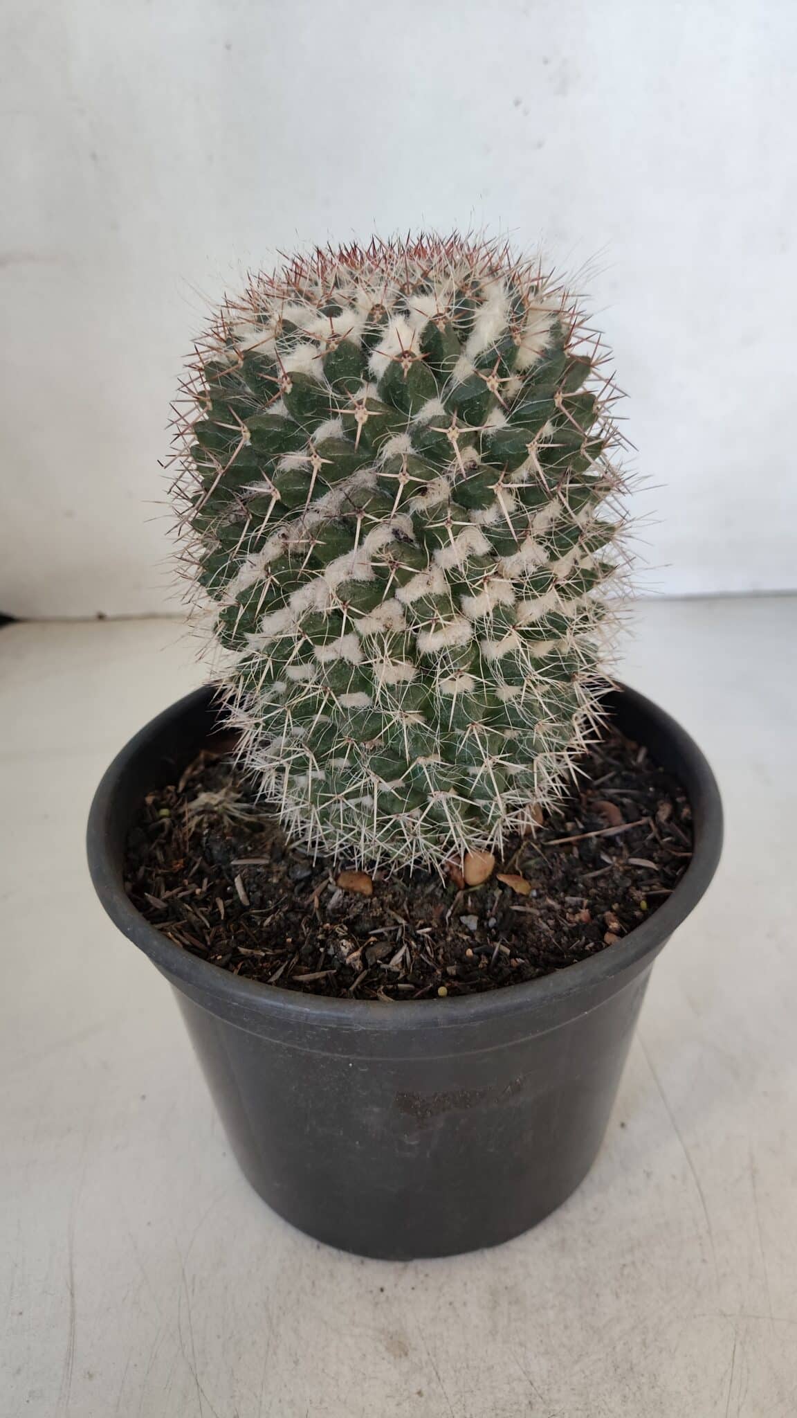 CACTOS Mammillaria Nº 80 – vaso 15