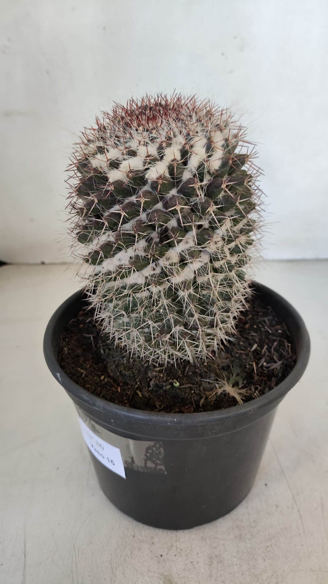 CACTOS Mammillaria Nº 80 – vaso 15