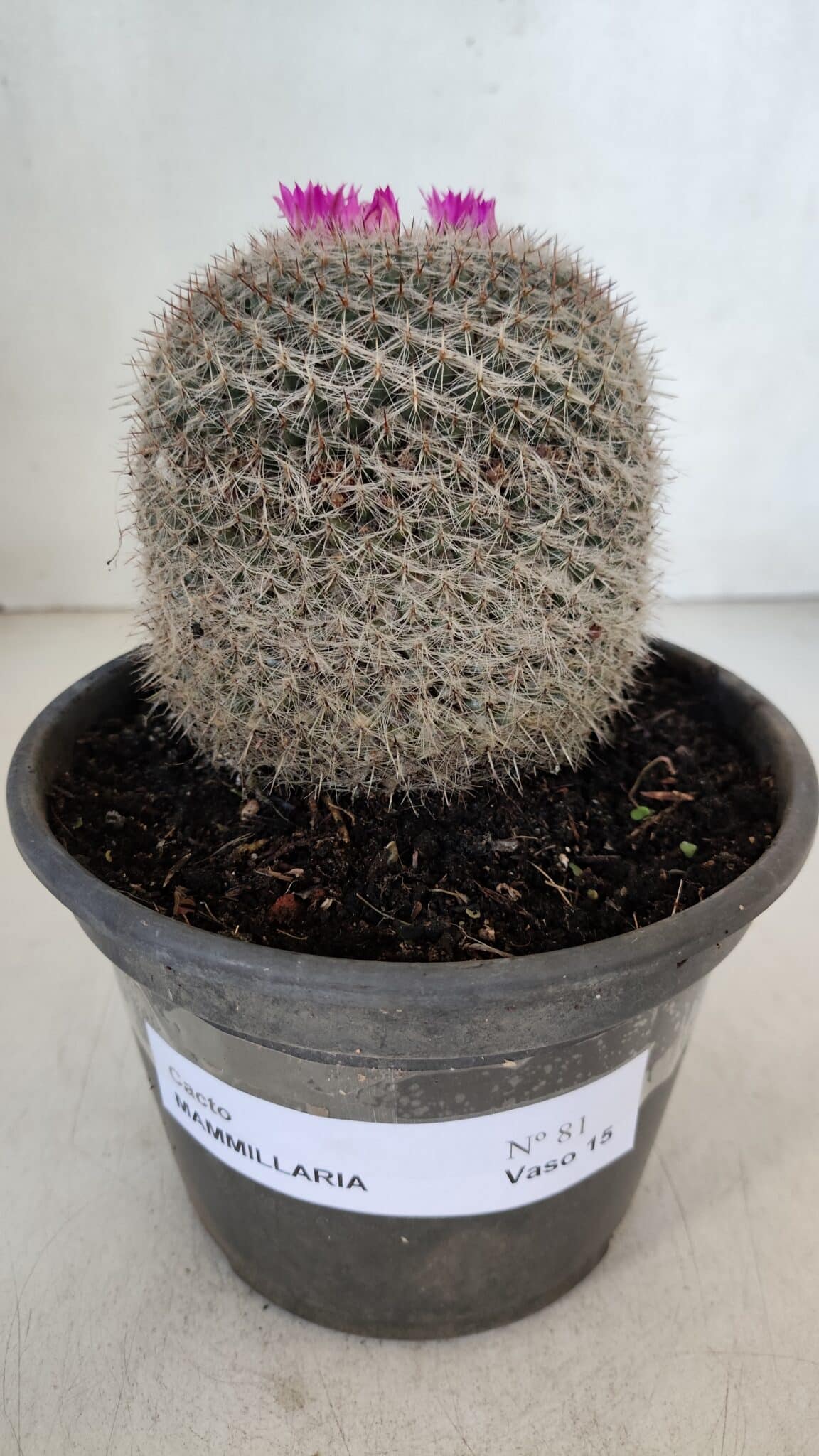 CACTOS Mammillaria Nº 81 – vaso 15