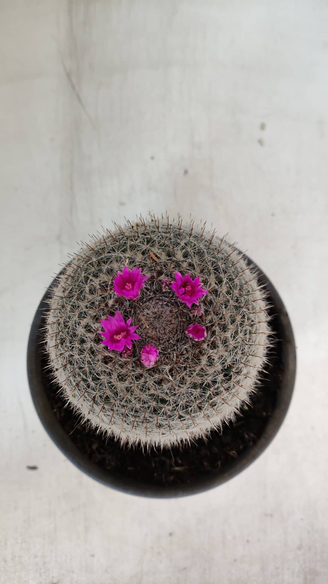 CACTOS Mammillaria Nº 81 – vaso 15
