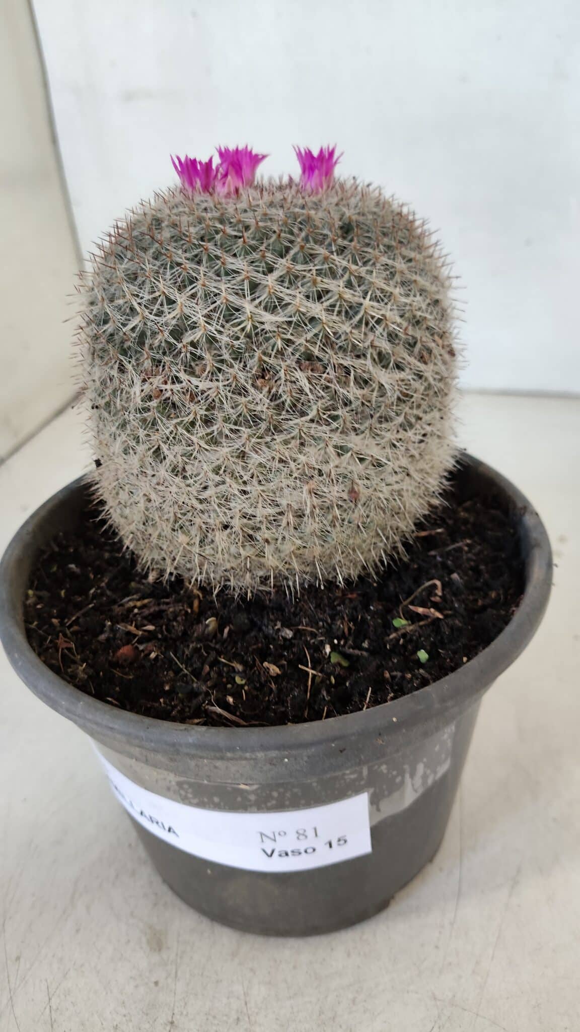 CACTOS Mammillaria Nº 81 – vaso 15