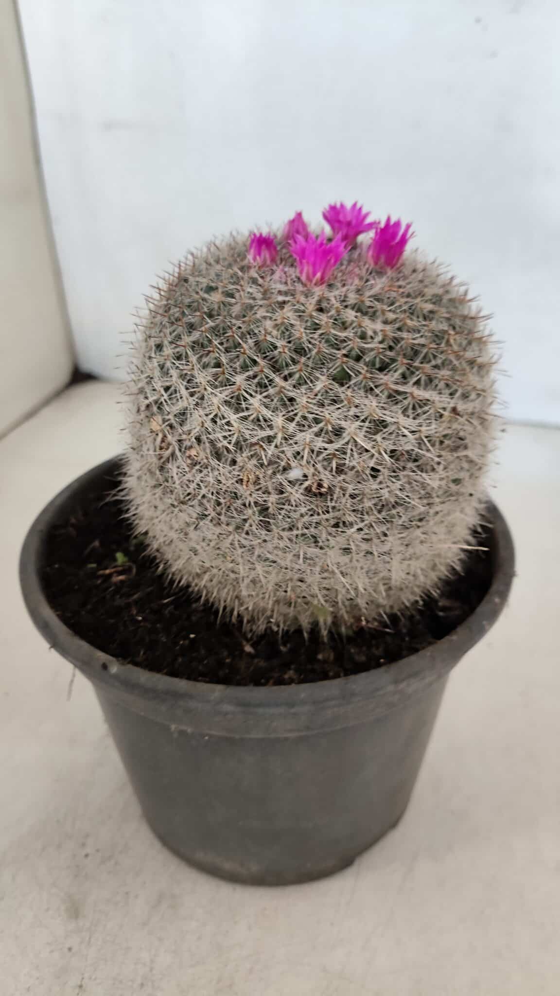 CACTOS Mammillaria Nº 81 – vaso 15