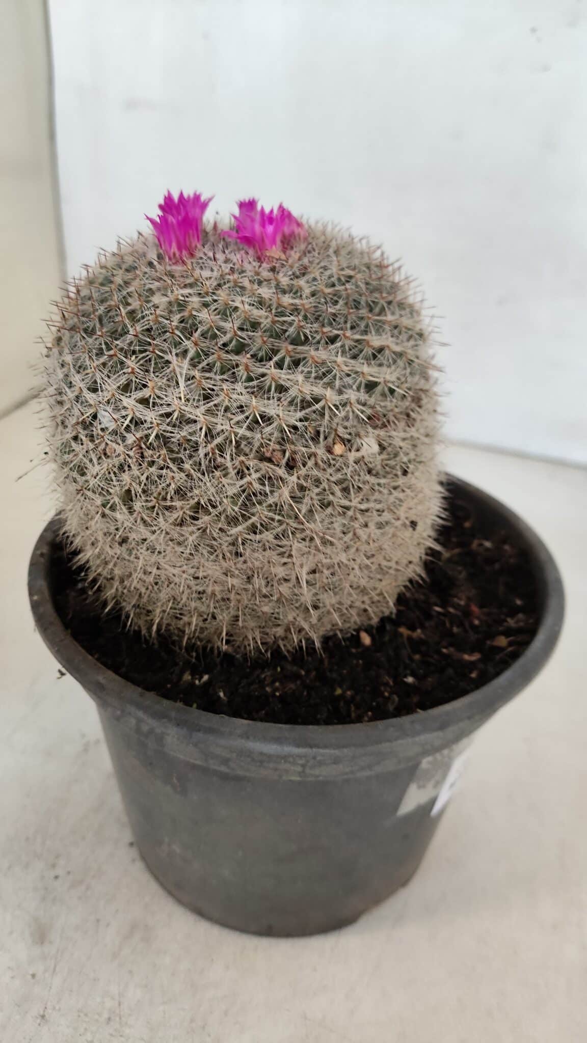 CACTOS Mammillaria Nº 81 – vaso 15