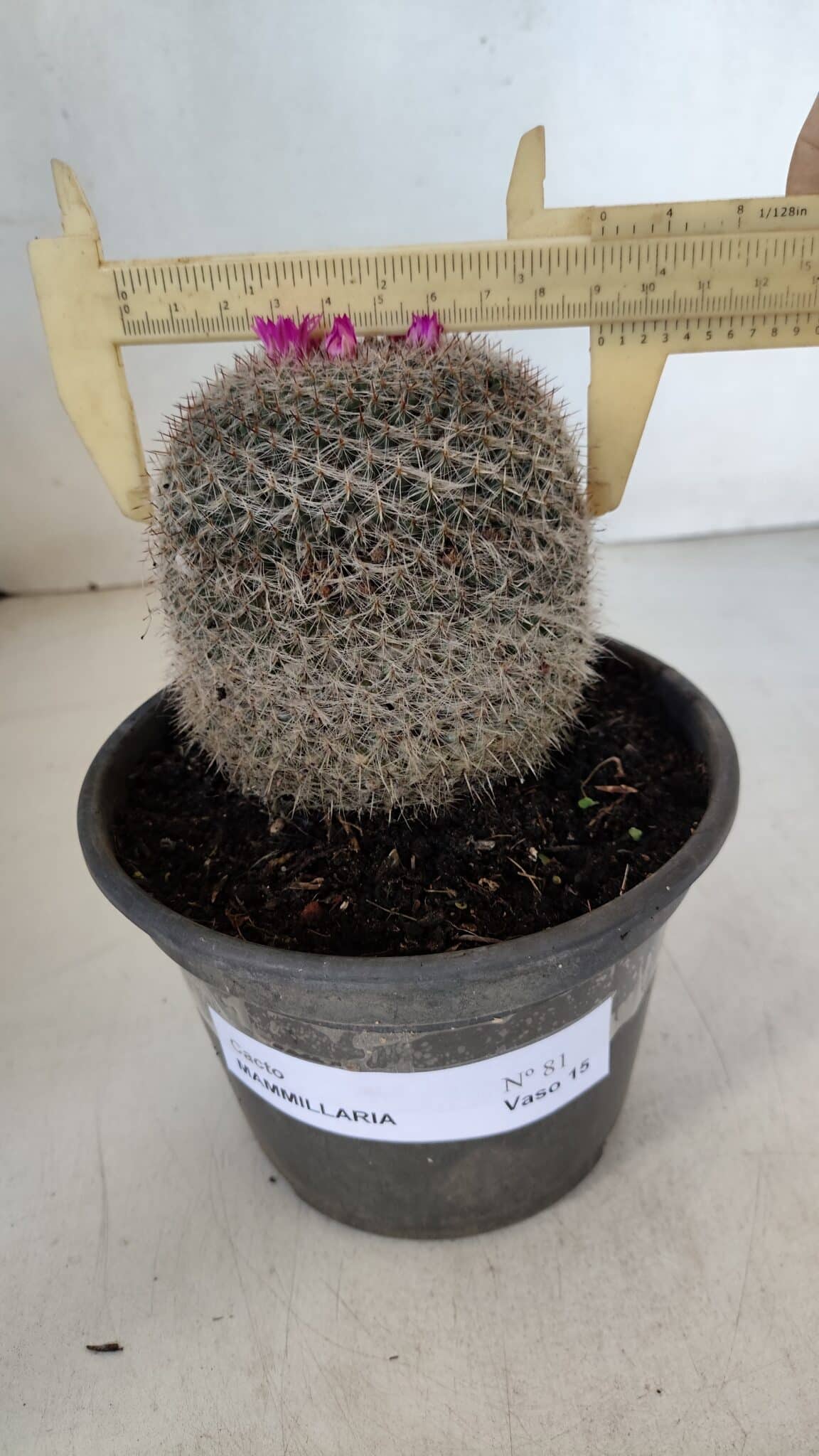 CACTOS Mammillaria Nº 81 – vaso 15