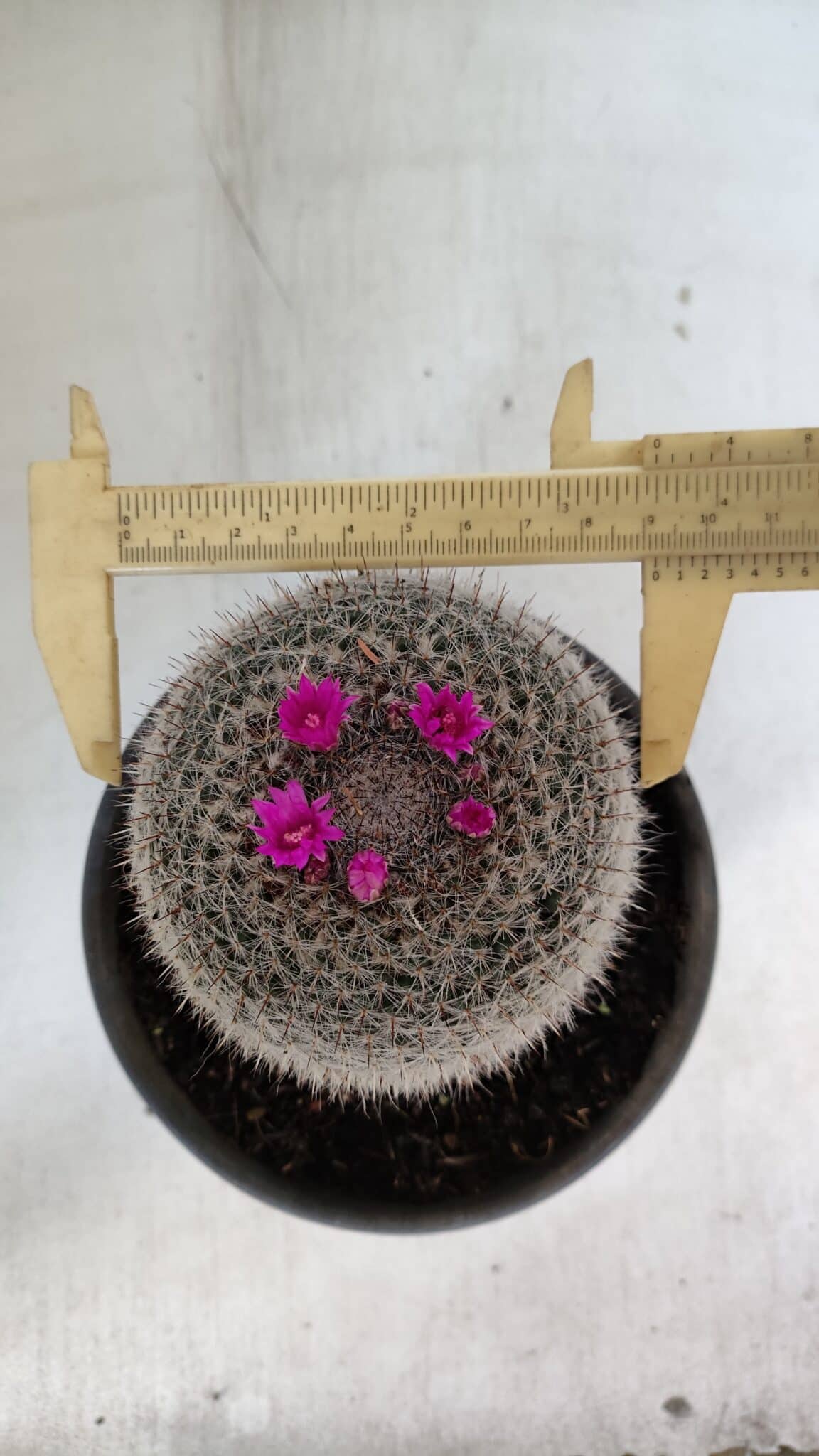 CACTOS Mammillaria Nº 81 – vaso 15