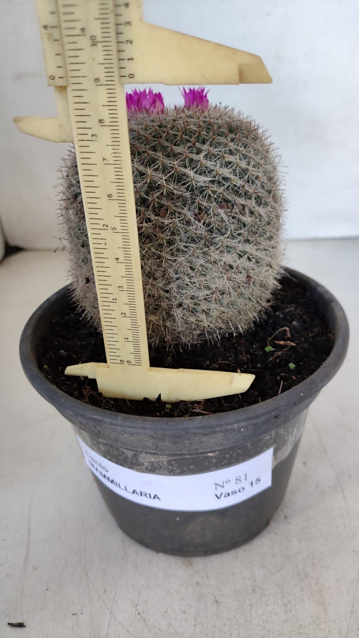 CACTOS Mammillaria Nº 81 – vaso 15