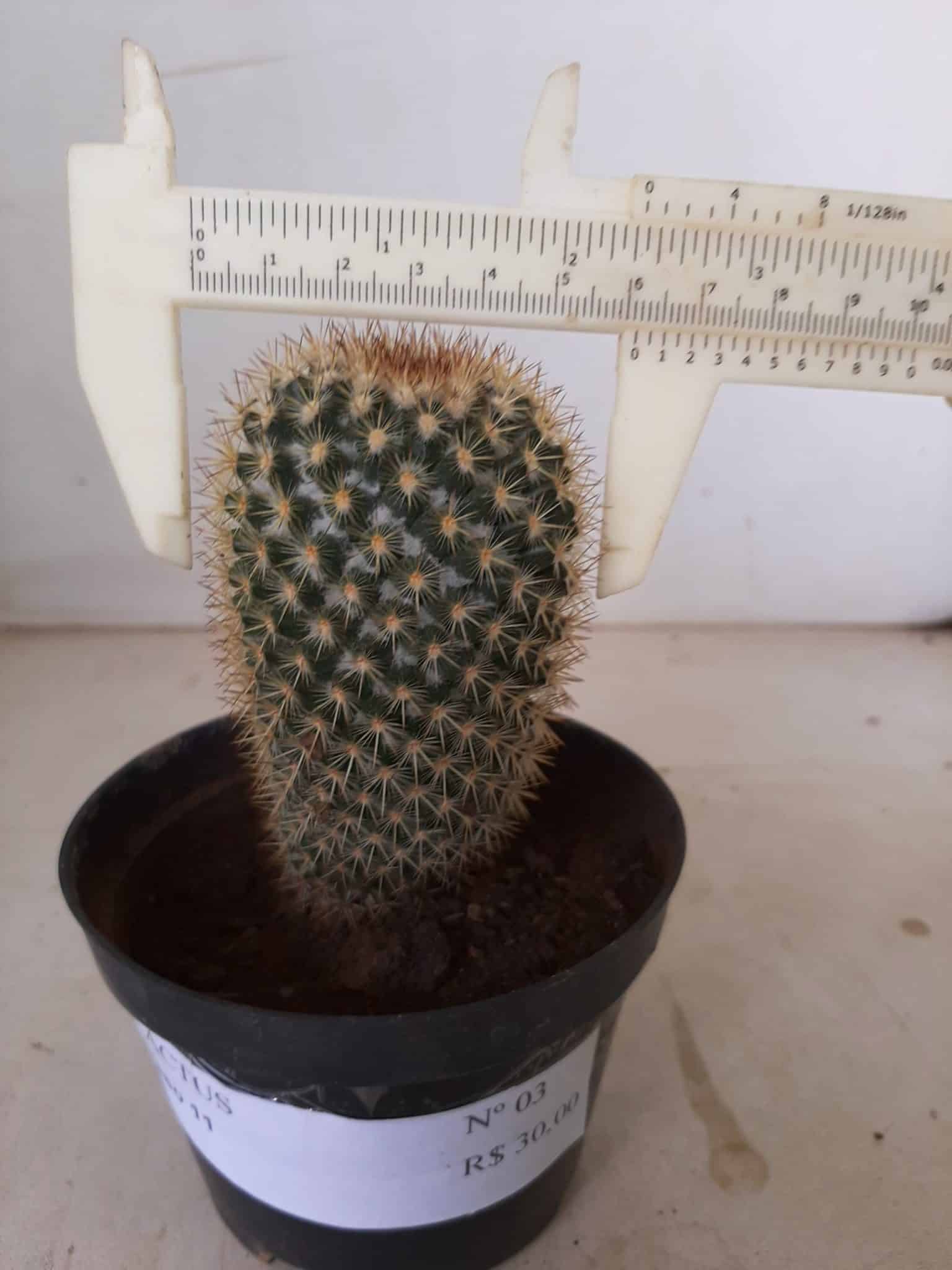 CACTOS Nº 03 - vaso 11