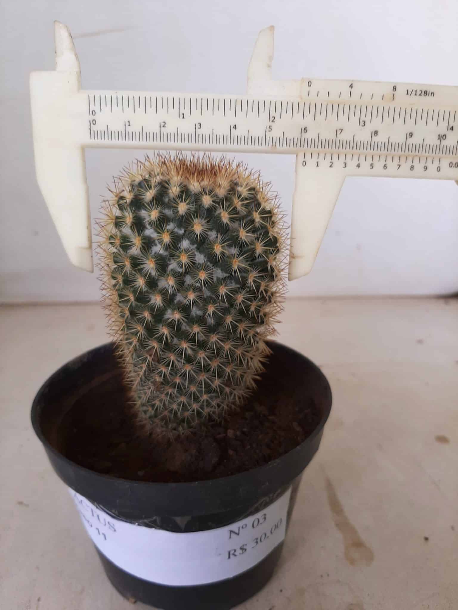 CACTOS Nº 03 - vaso 11