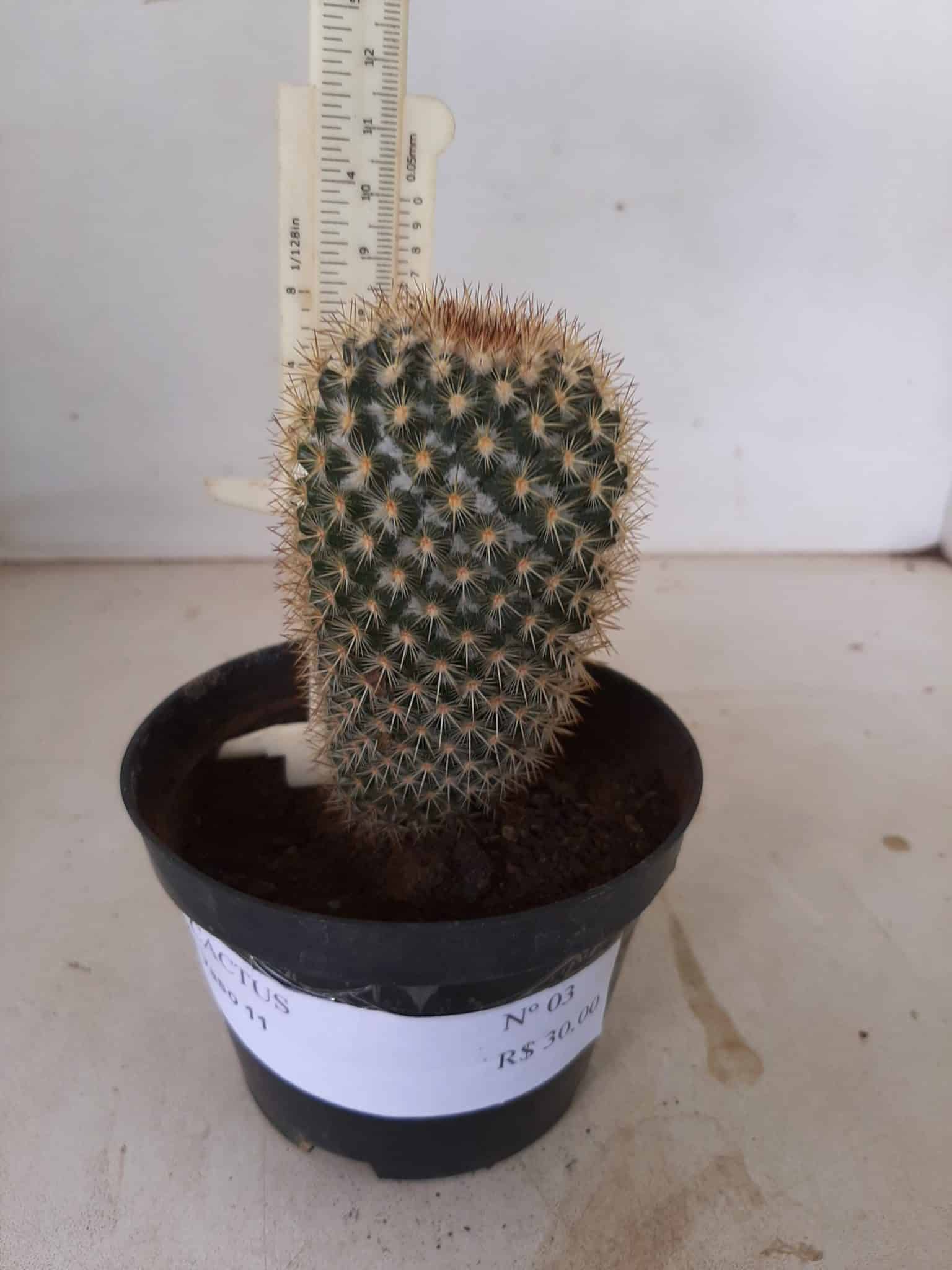 CACTOS Nº 03 - vaso 11
