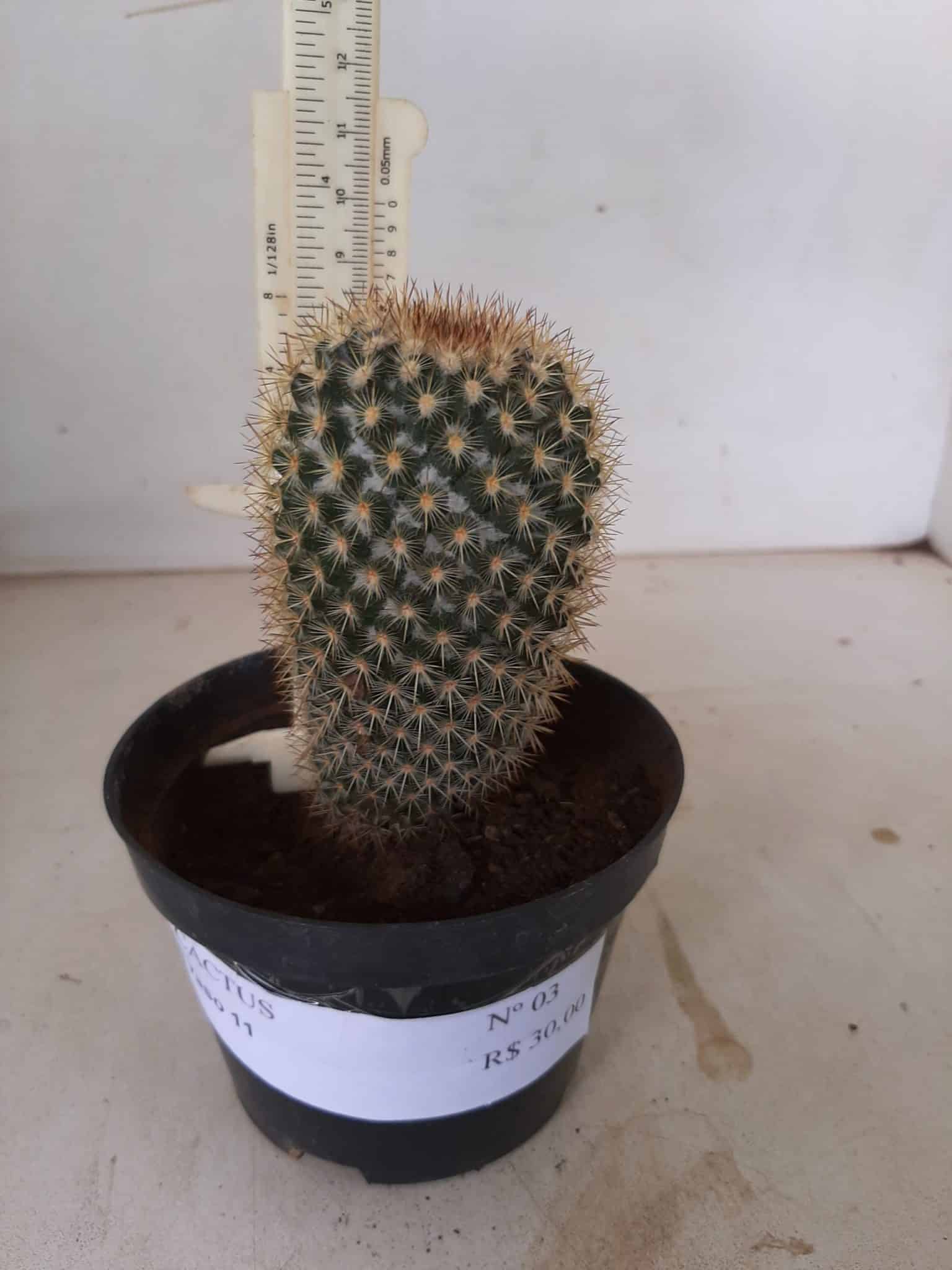 CACTOS Nº 03 - vaso 11