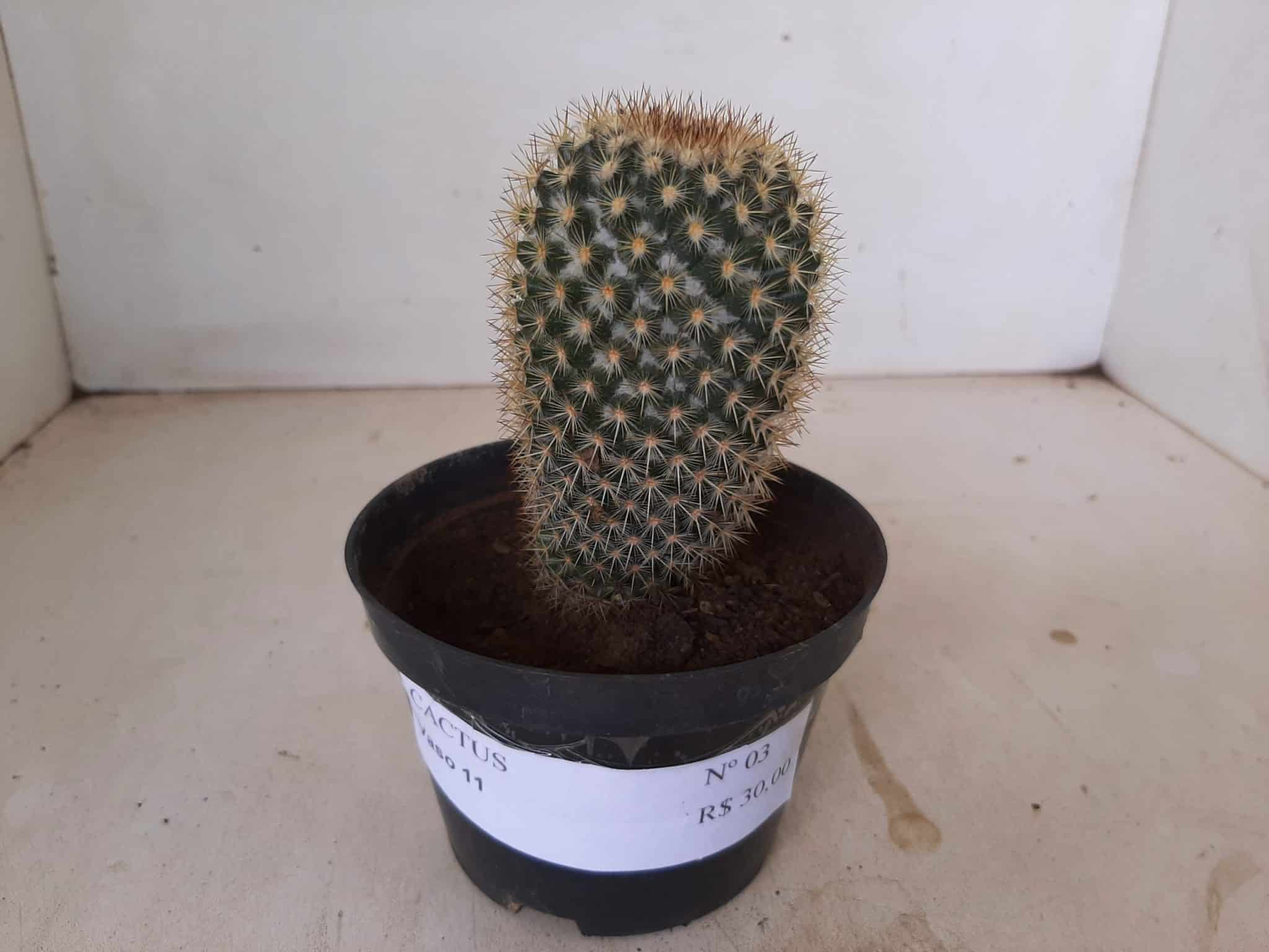 CACTOS Nº 03 - vaso 11