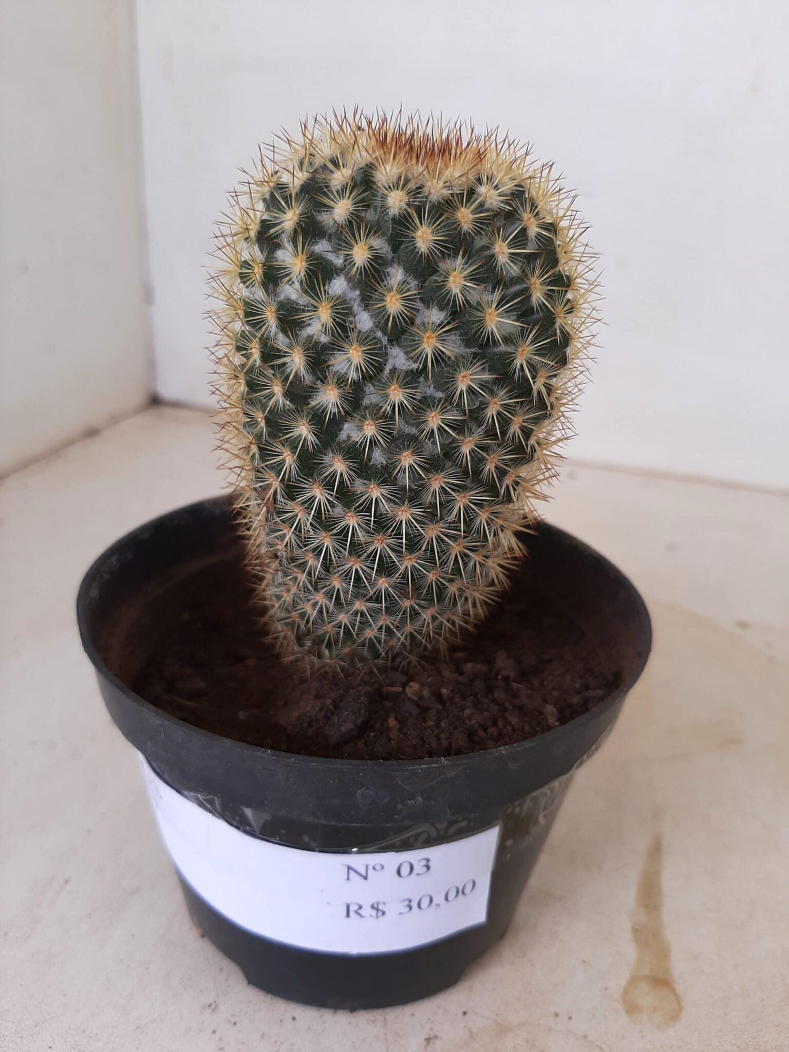 CACTOS Nº 03 - vaso 11