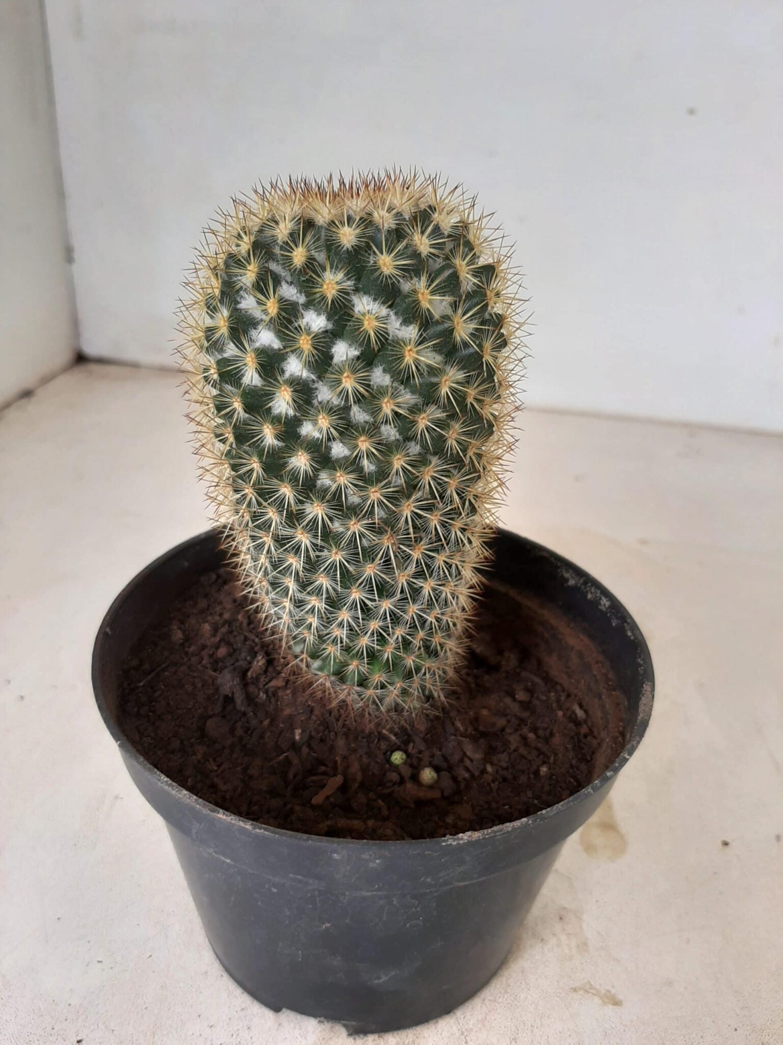 CACTOS Nº 03 - vaso 11