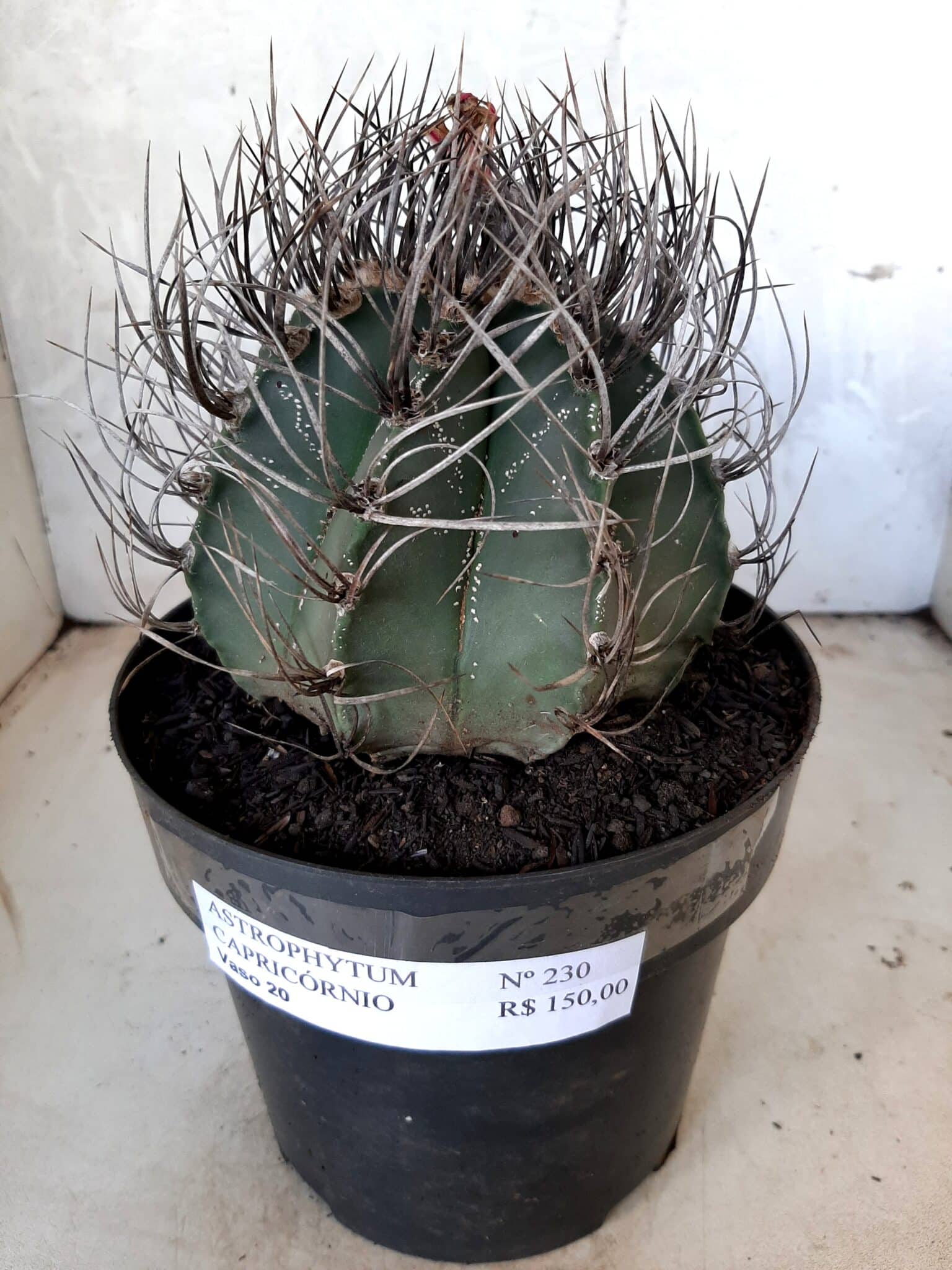 ASTROPHYTUM CAPRICÓRNIO Nº 230 – vaso 20