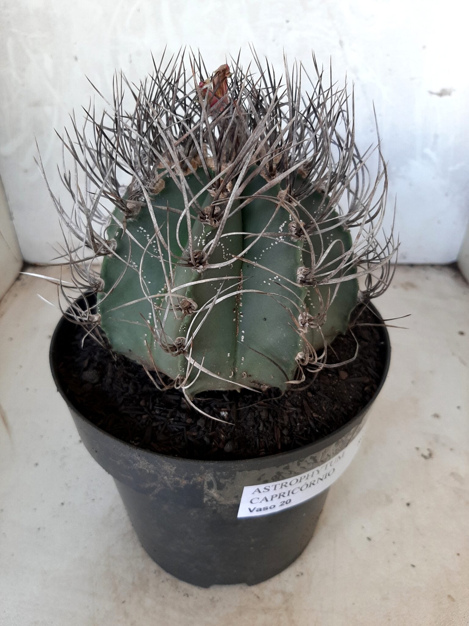 ASTROPHYTUM CAPRICÓRNIO Nº 230 – vaso 20