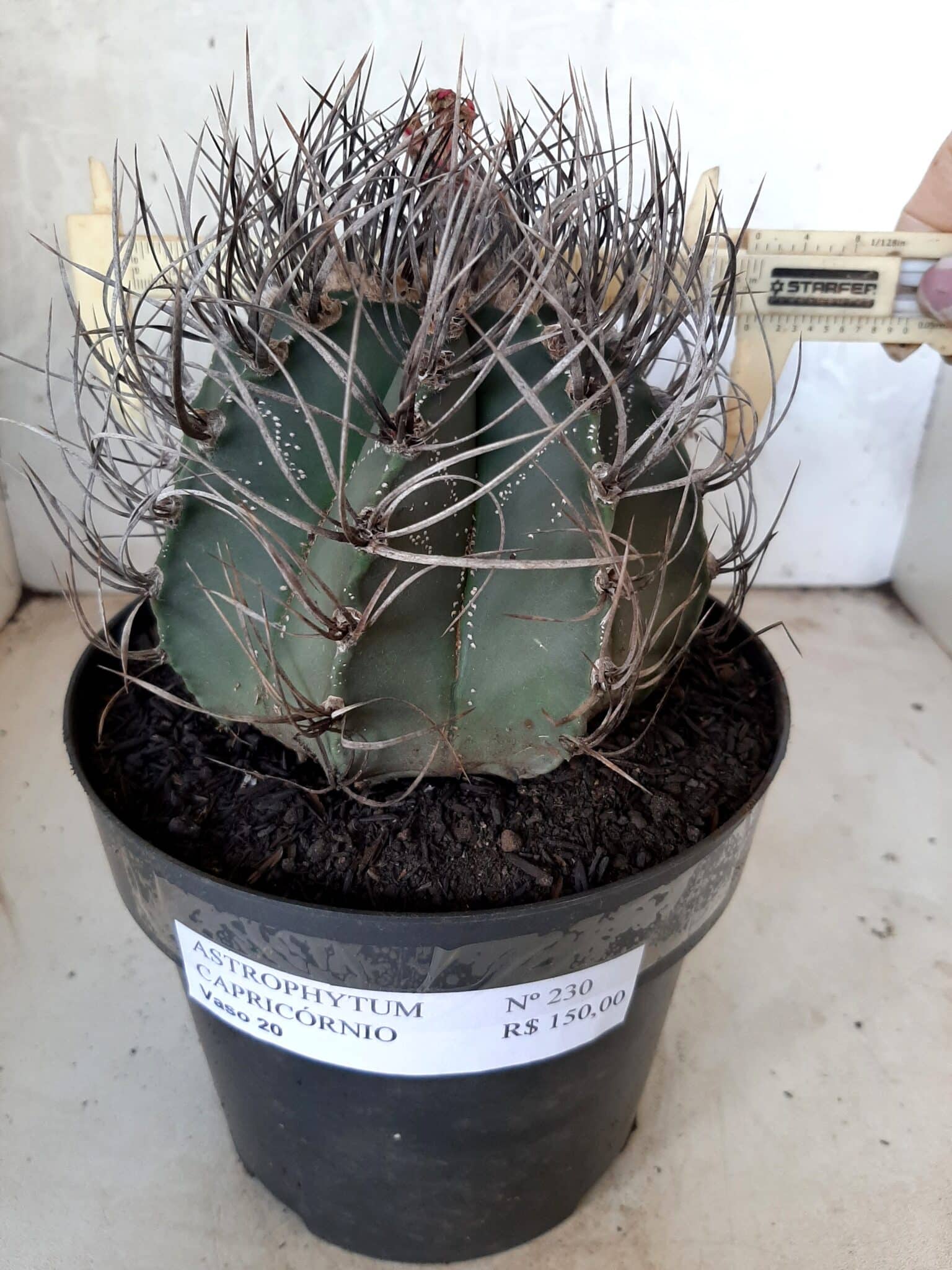 ASTROPHYTUM CAPRICÓRNIO Nº 230 – vaso 20