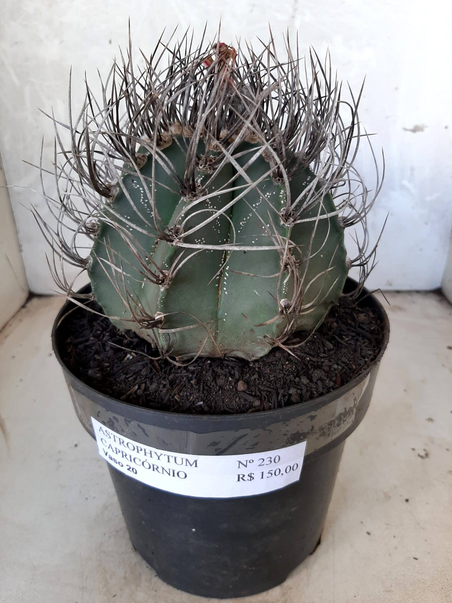 ASTROPHYTUM CAPRICÓRNIO Nº 230 – vaso 20
