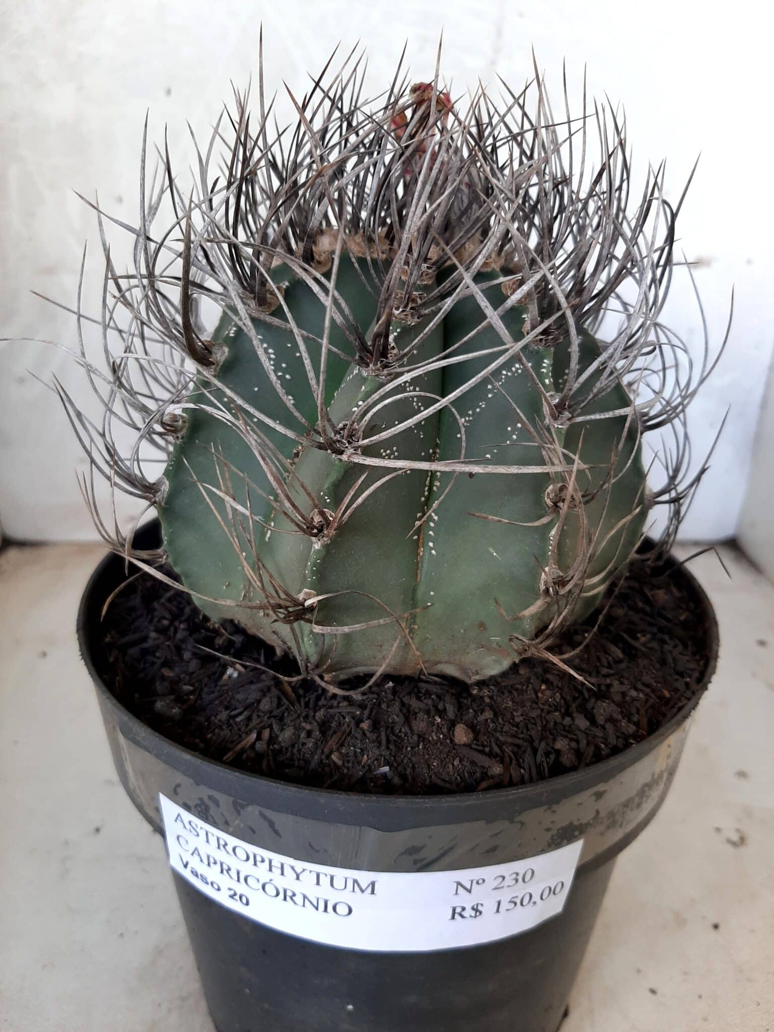 ASTROPHYTUM CAPRICÓRNIO Nº 230 – vaso 20