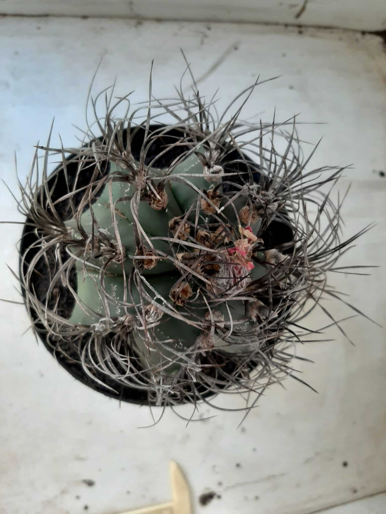 ASTROPHYTUM CAPRICÓRNIO Nº 230 – vaso 20