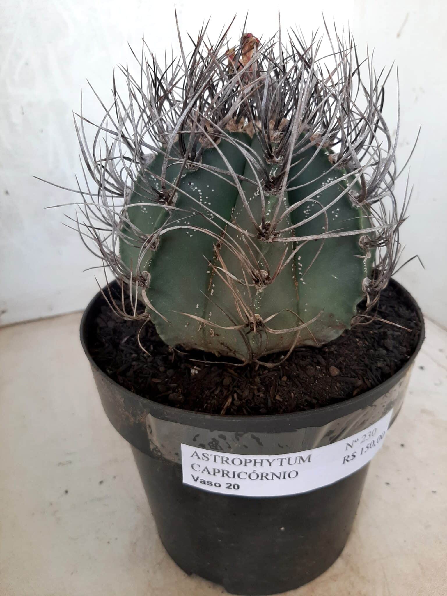 ASTROPHYTUM CAPRICÓRNIO Nº 230 – vaso 20