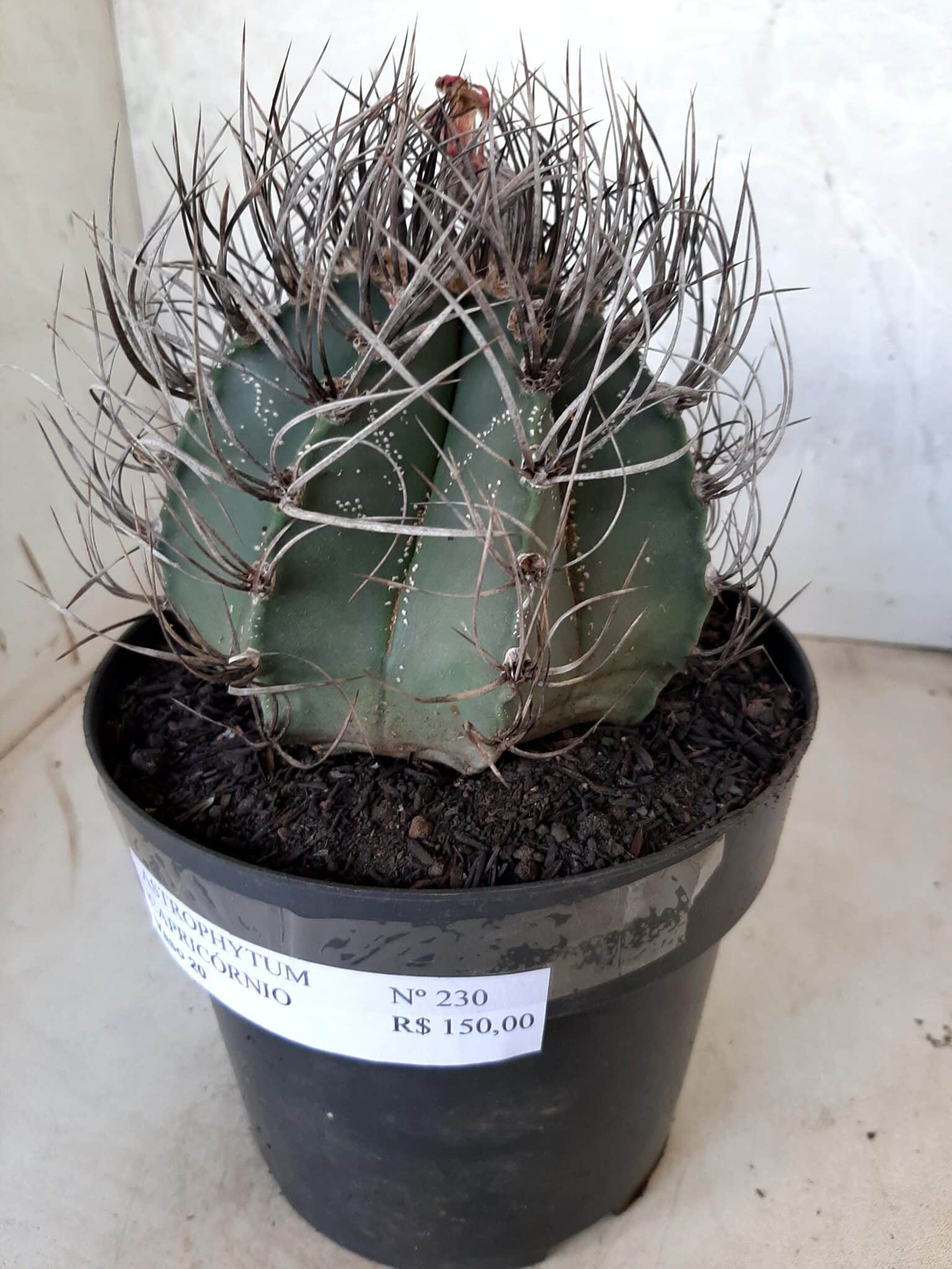 ASTROPHYTUM CAPRICÓRNIO Nº 230 – vaso 20