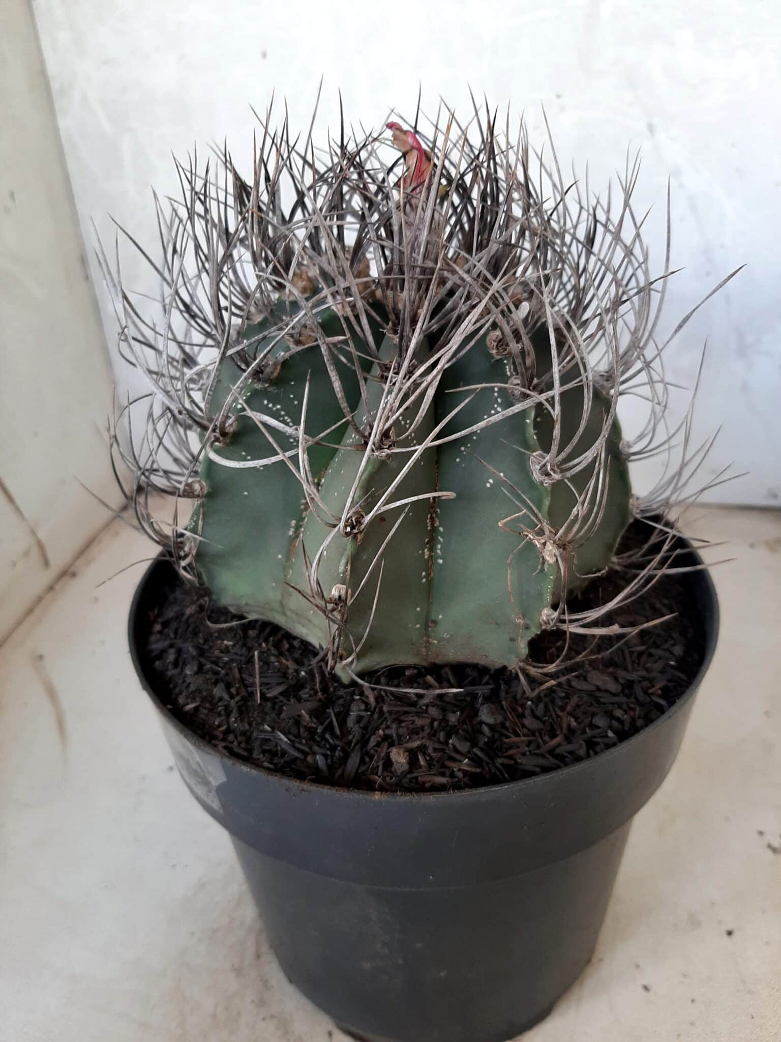 ASTROPHYTUM CAPRICÓRNIO Nº 230 – vaso 20