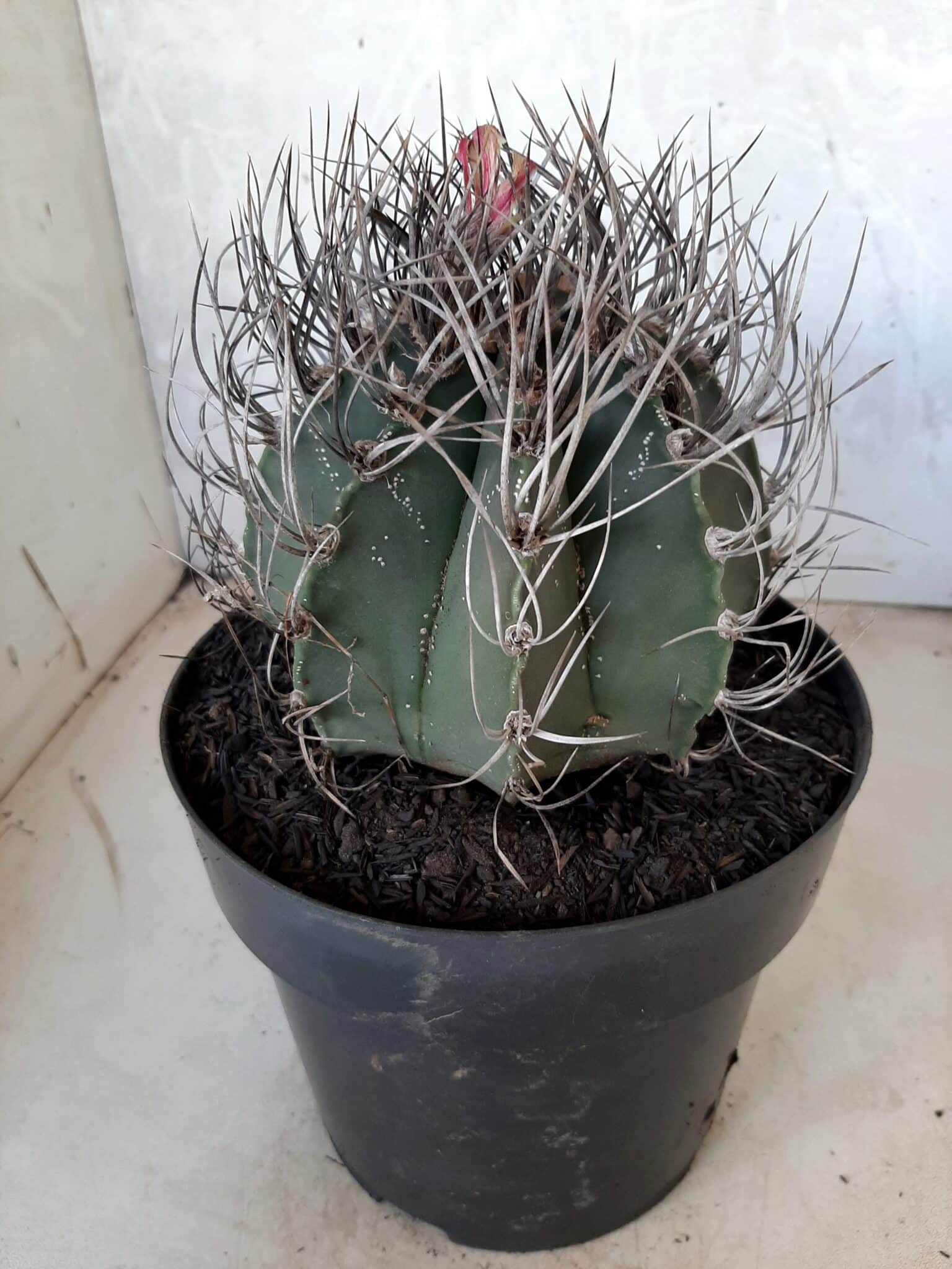 ASTROPHYTUM CAPRICÓRNIO Nº 230 – vaso 20
