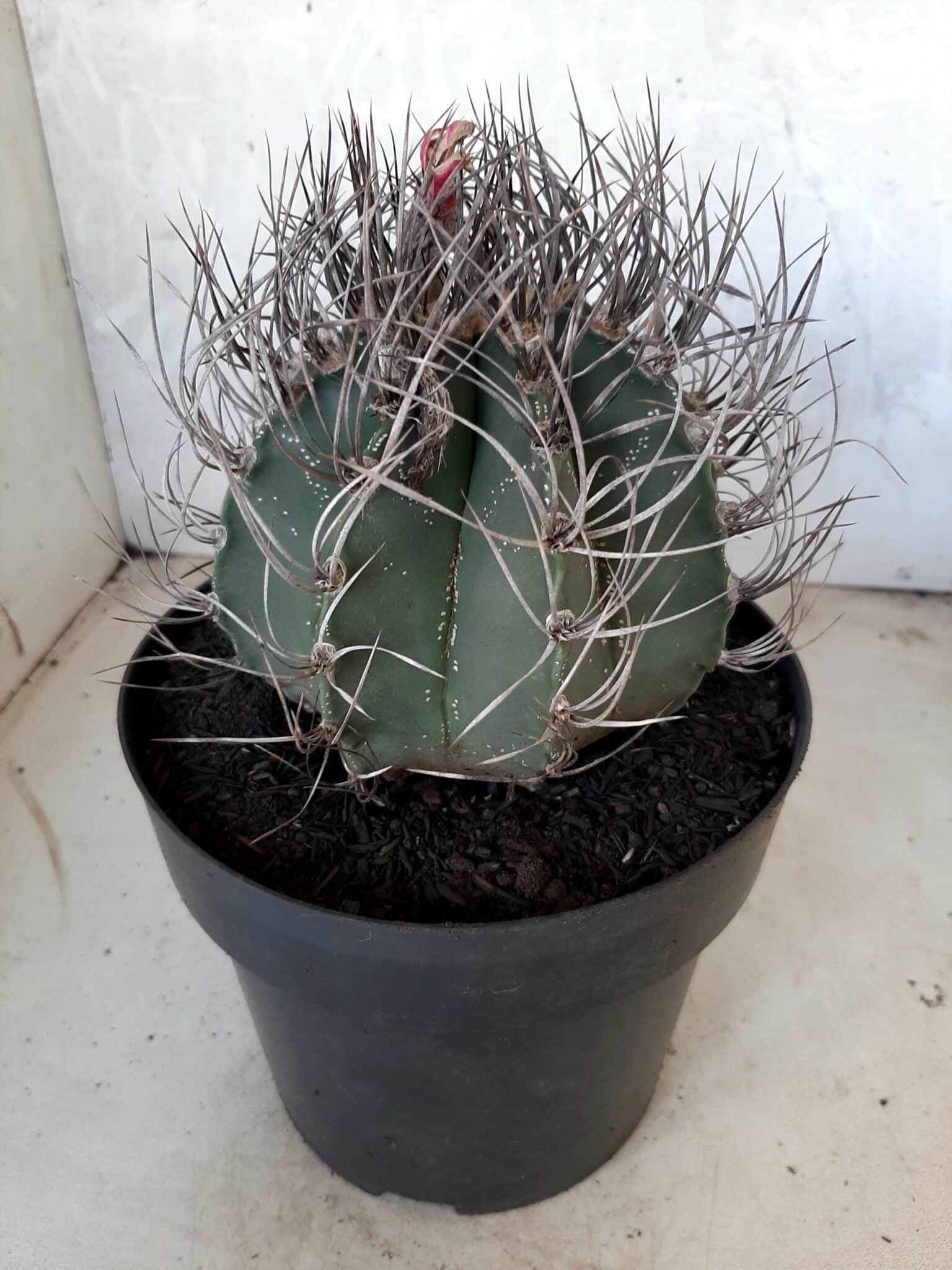 ASTROPHYTUM CAPRICÓRNIO Nº 230 – vaso 20