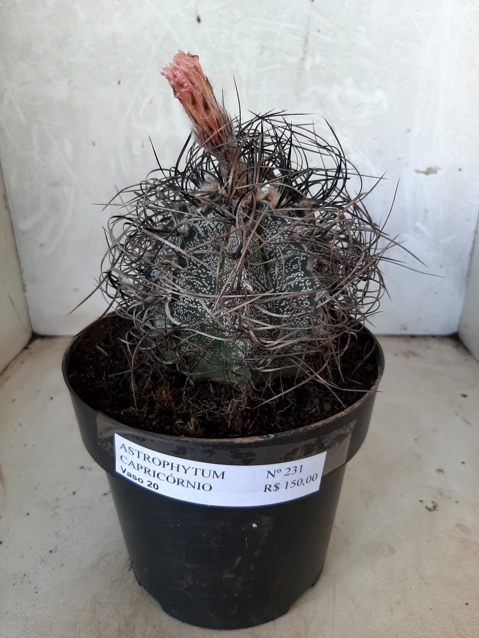 ASTROPHYTUM CAPRICÓRNIO Nº 231 – vaso 20