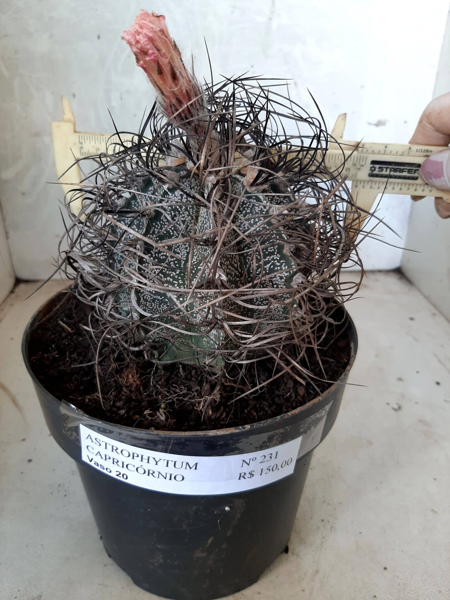 ASTROPHYTUM CAPRICÓRNIO Nº 231 – vaso 20