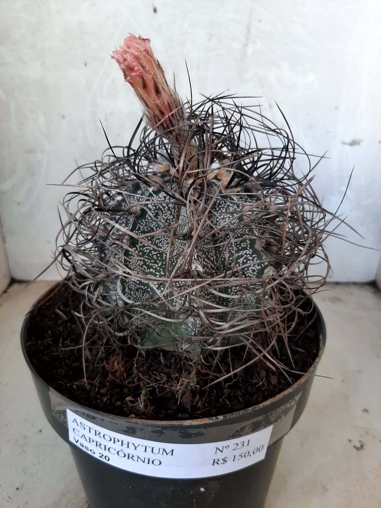 ASTROPHYTUM CAPRICÓRNIO Nº 231 – vaso 20