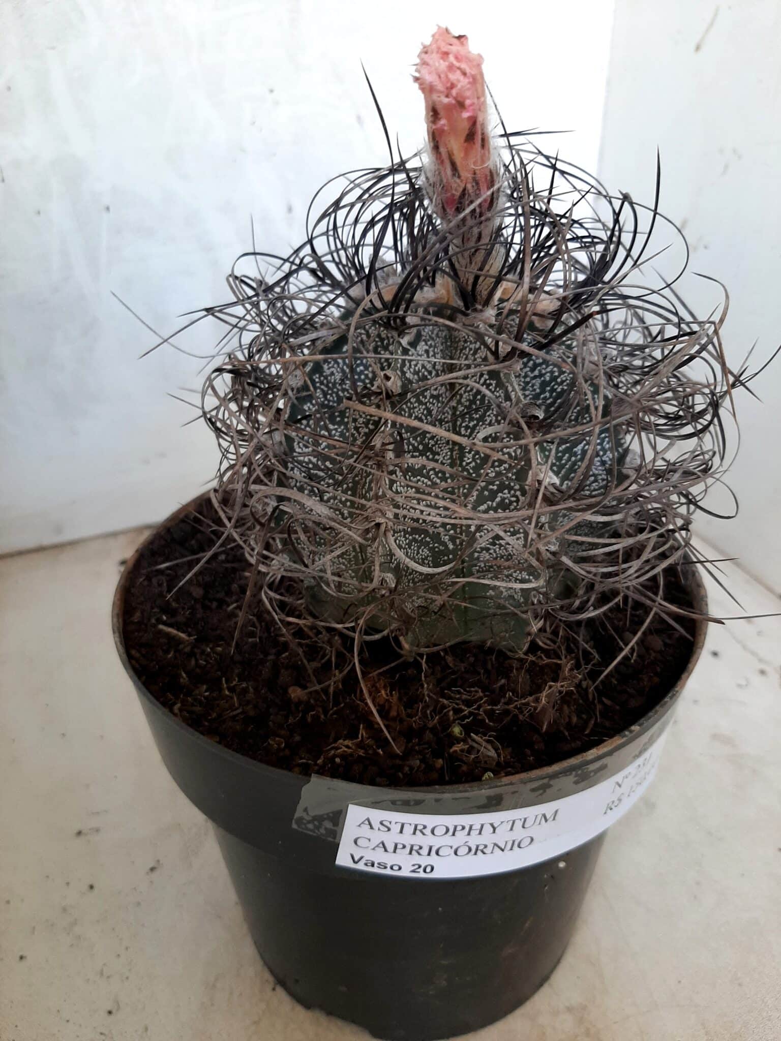 ASTROPHYTUM CAPRICÓRNIO Nº 231 – vaso 20