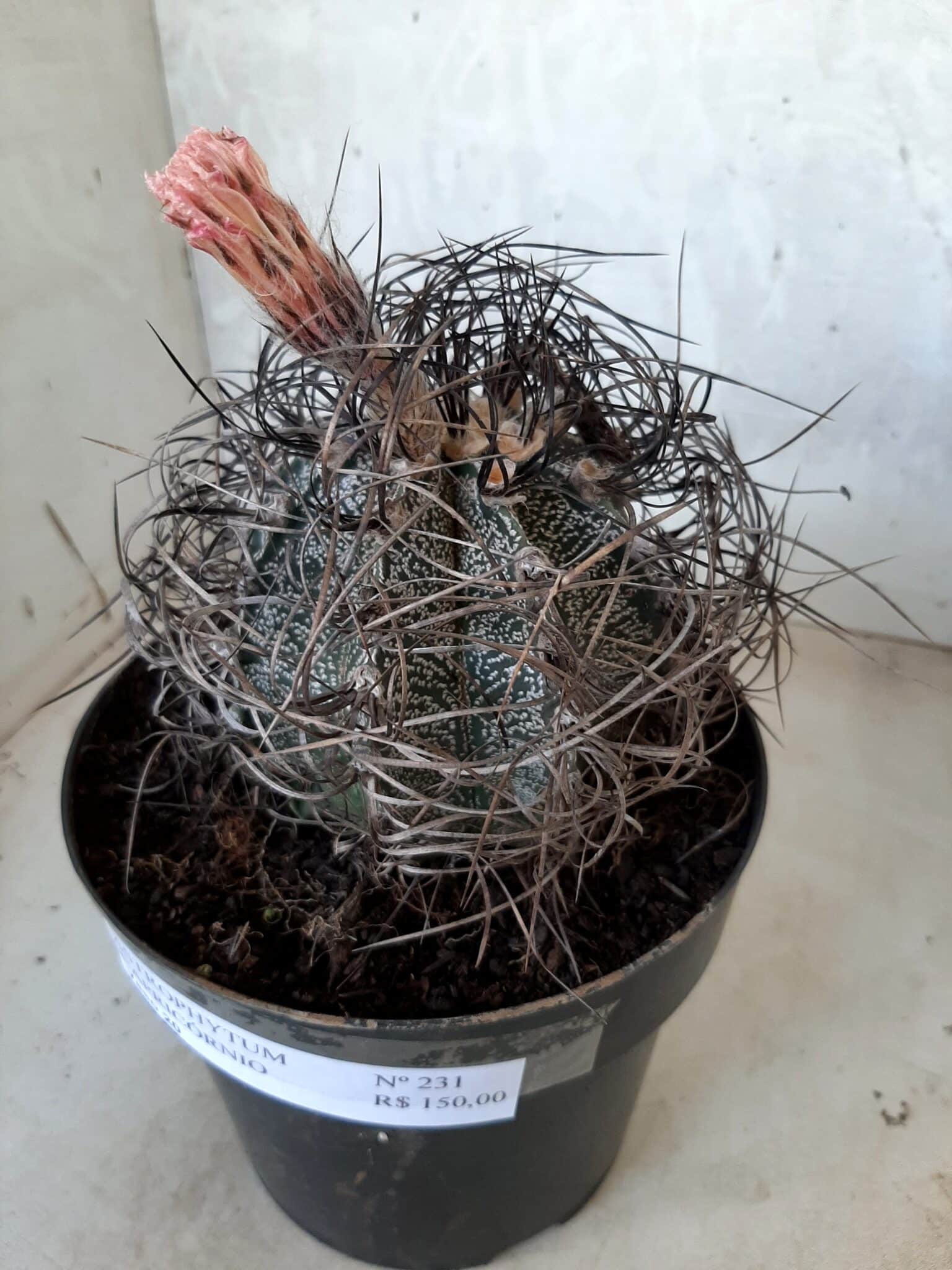 ASTROPHYTUM CAPRICÓRNIO Nº 231 – vaso 20