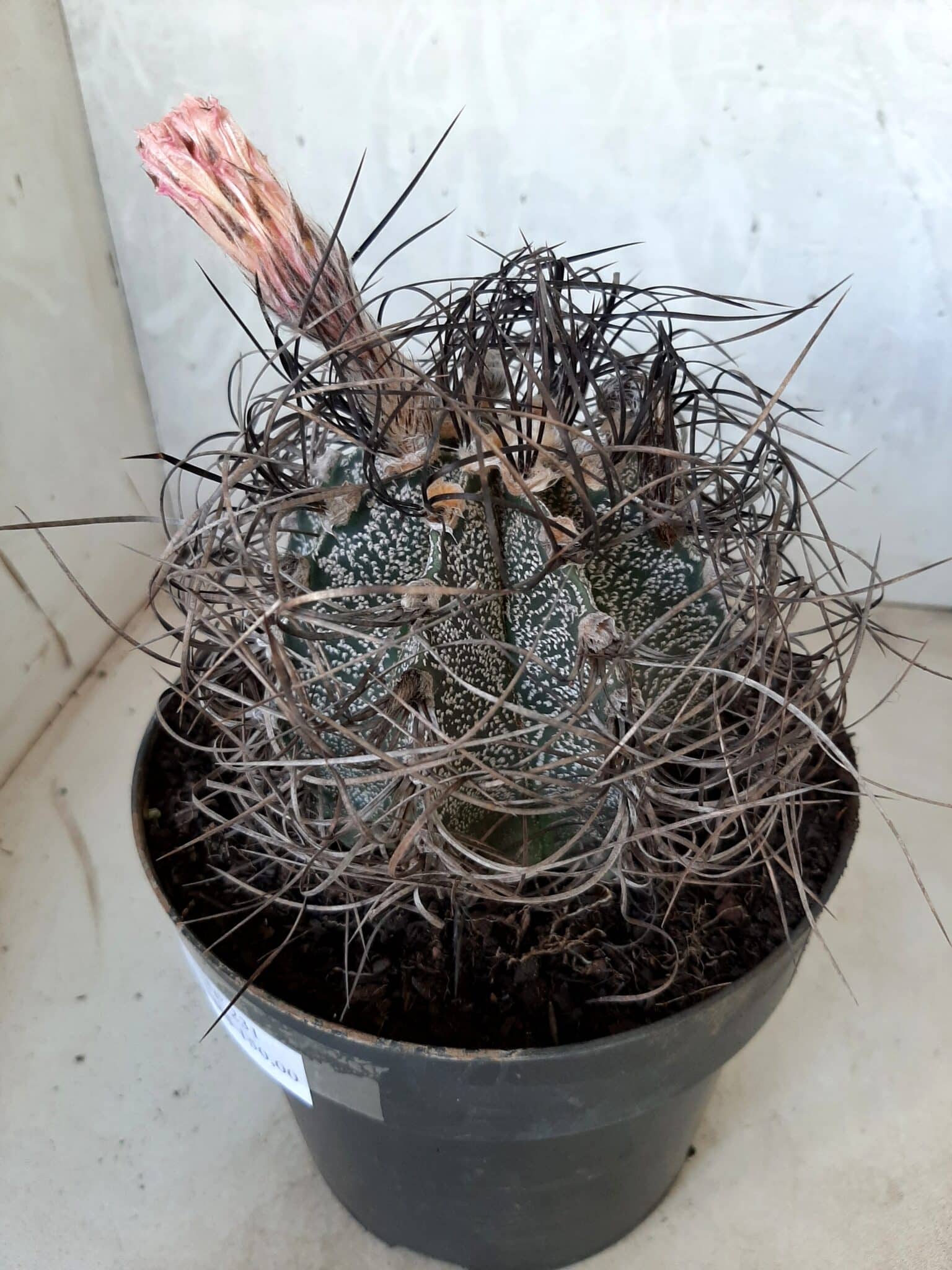 ASTROPHYTUM CAPRICÓRNIO Nº 231 – vaso 20