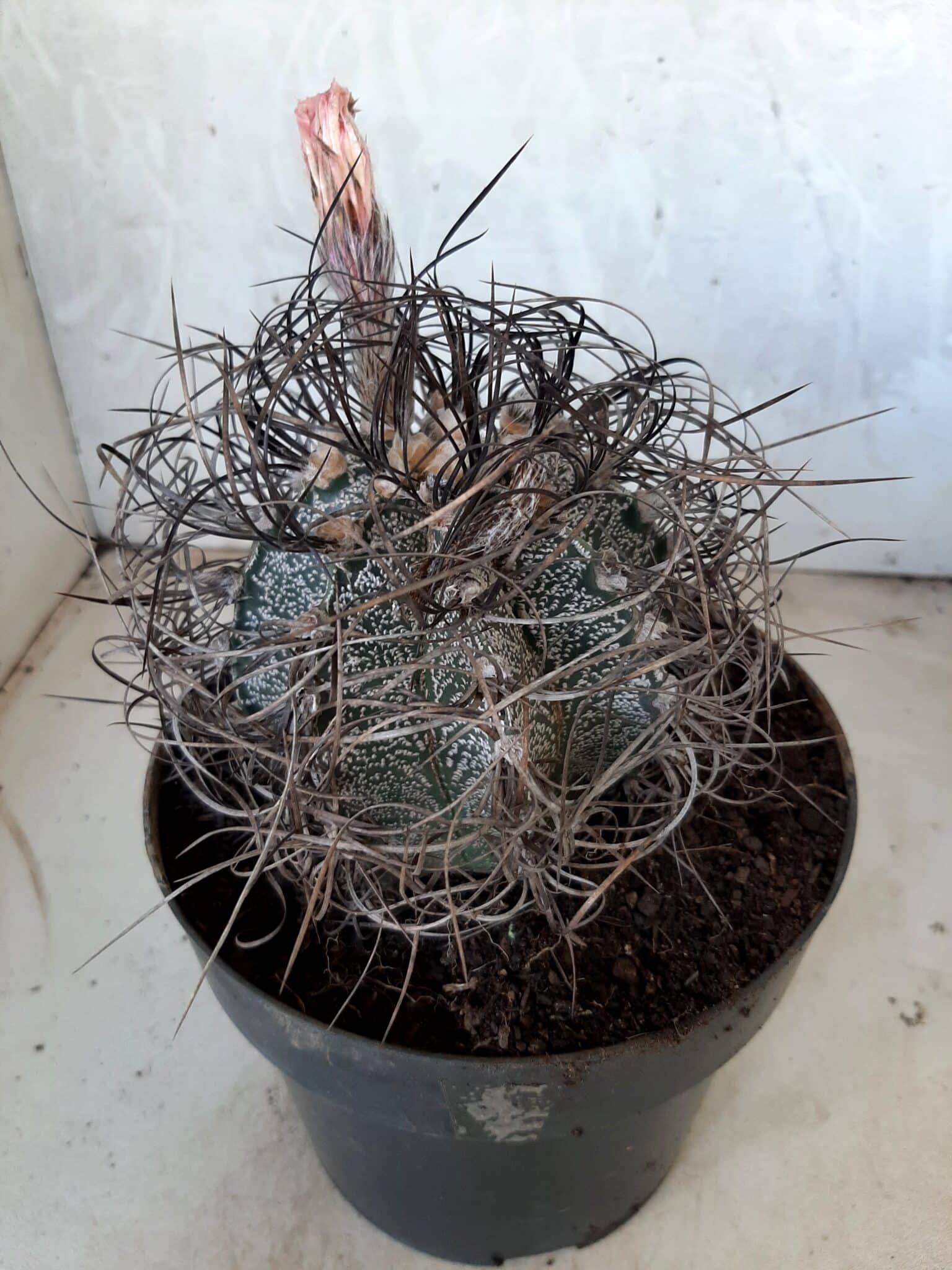 ASTROPHYTUM CAPRICÓRNIO Nº 231 – vaso 20