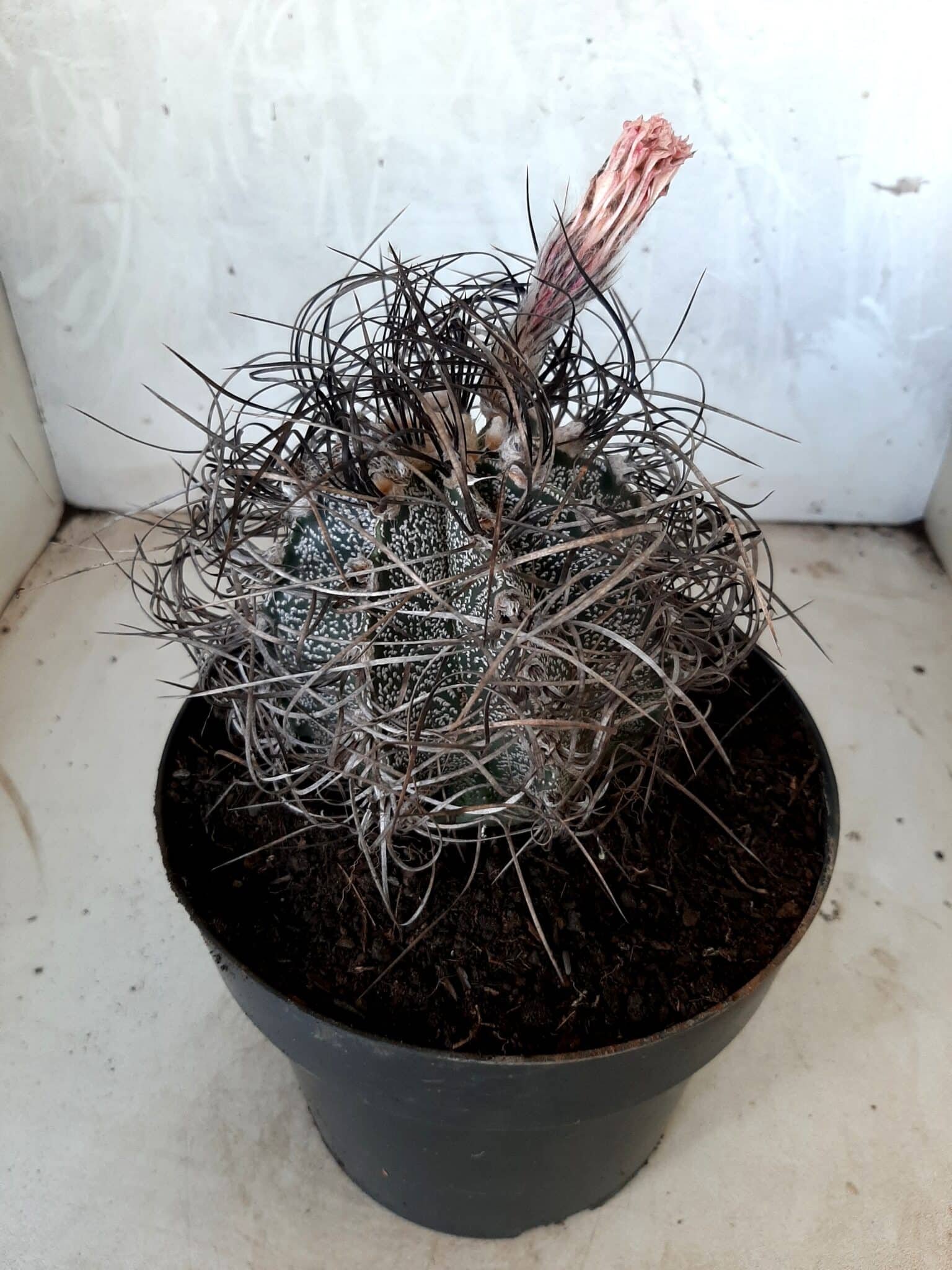 ASTROPHYTUM CAPRICÓRNIO Nº 231 – vaso 20