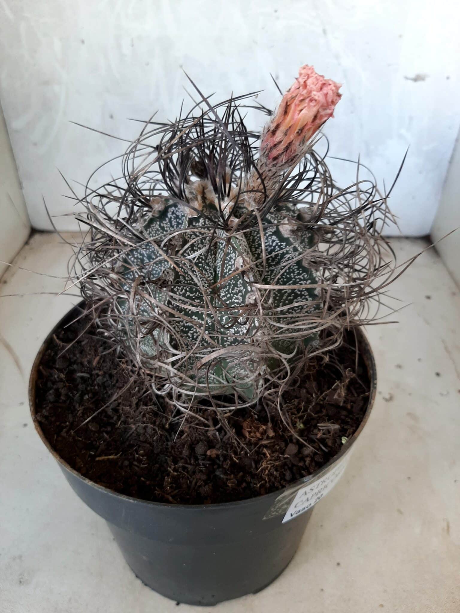 ASTROPHYTUM CAPRICÓRNIO Nº 231 – vaso 20