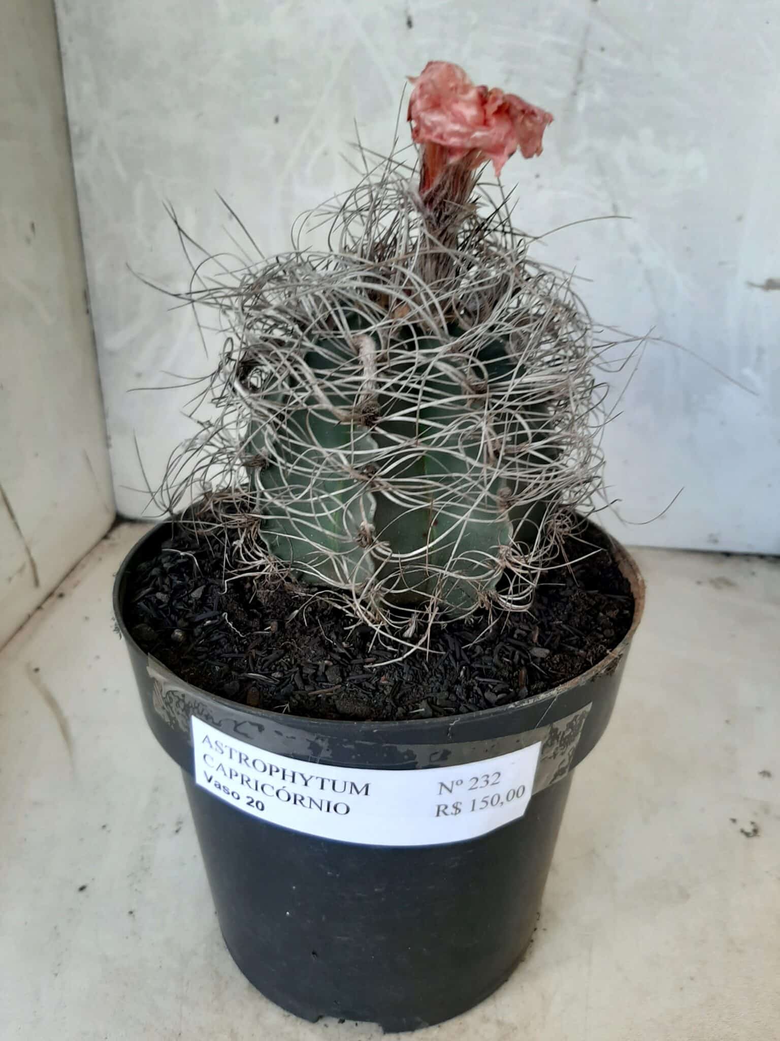ASTROPHYTUM CAPRICÓRNIO Nº 232 – vaso 20