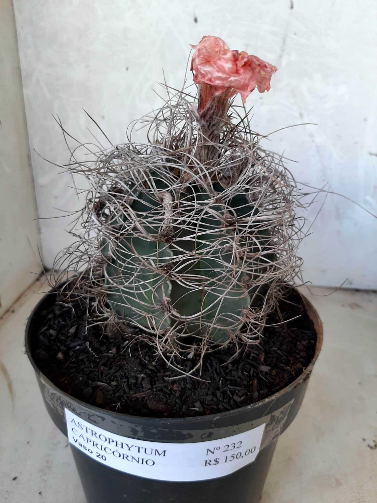 ASTROPHYTUM CAPRICÓRNIO Nº 232 – vaso 20