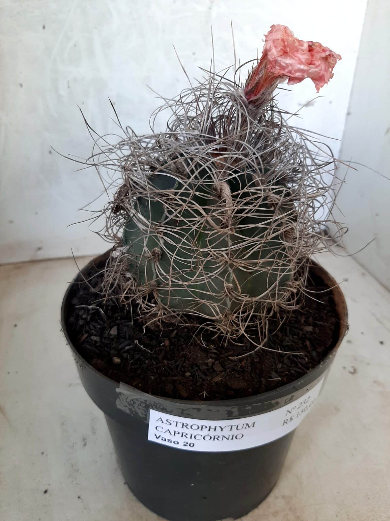ASTROPHYTUM CAPRICÓRNIO Nº 232 – vaso 20