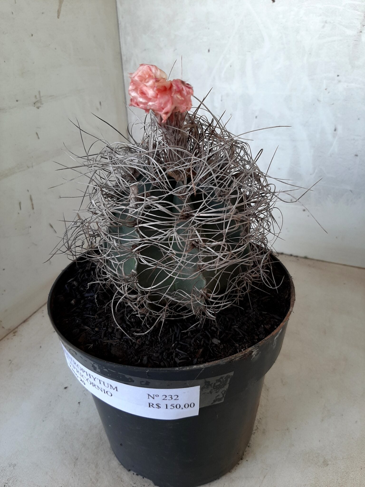 ASTROPHYTUM CAPRICÓRNIO Nº 232 – vaso 20