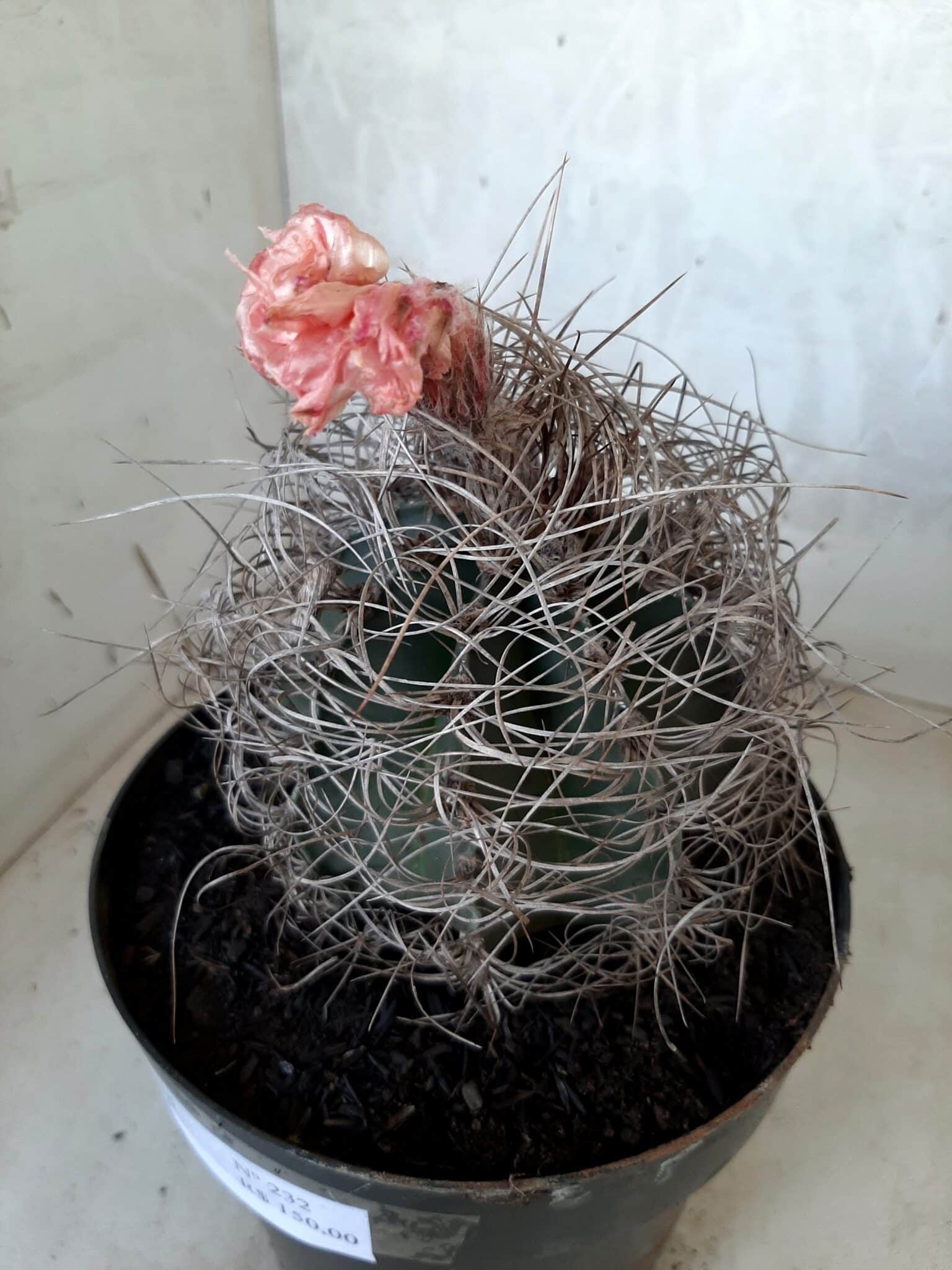 ASTROPHYTUM CAPRICÓRNIO Nº 232 – vaso 20