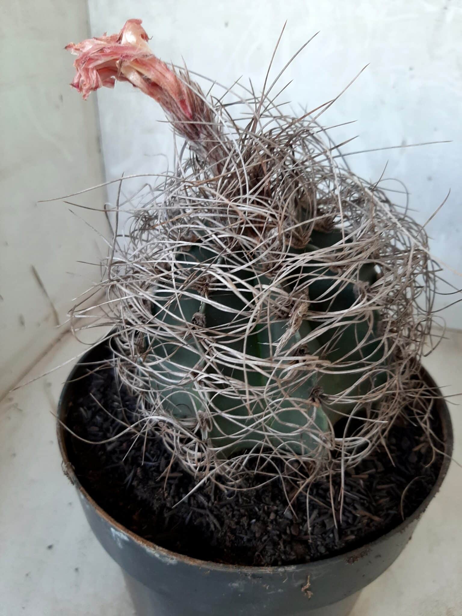ASTROPHYTUM CAPRICÓRNIO Nº 232 – vaso 20