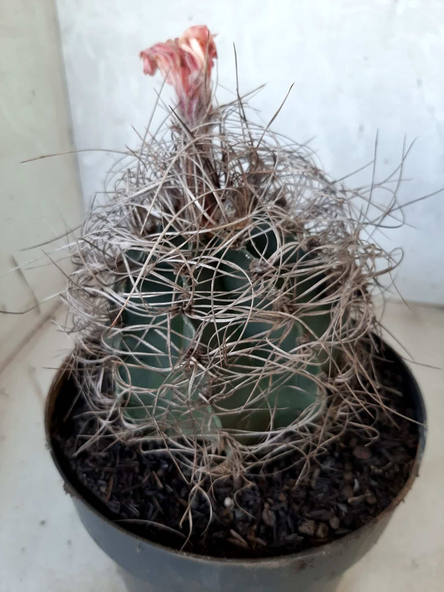 ASTROPHYTUM CAPRICÓRNIO Nº 232 – vaso 20