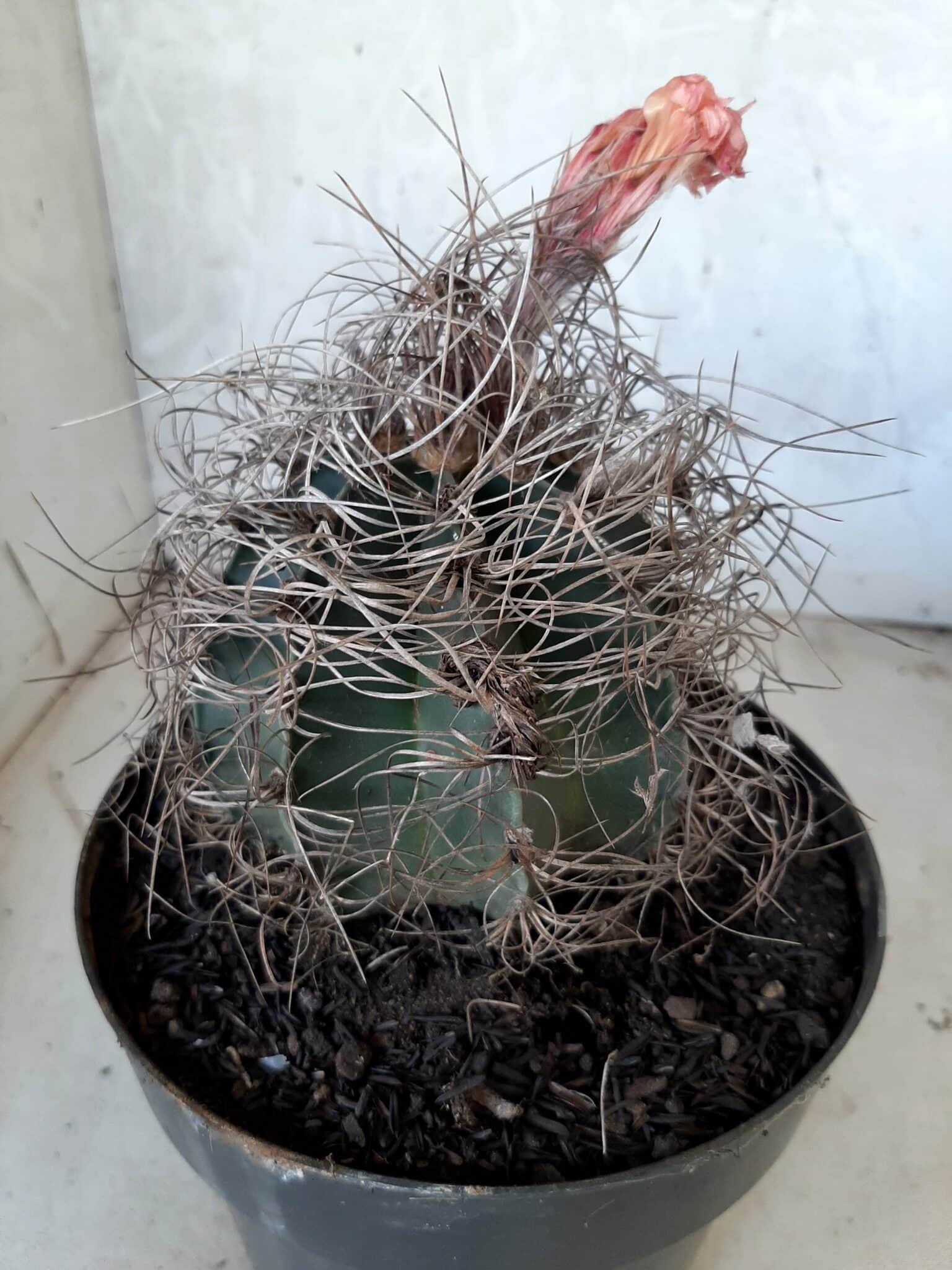 ASTROPHYTUM CAPRICÓRNIO Nº 232 – vaso 20