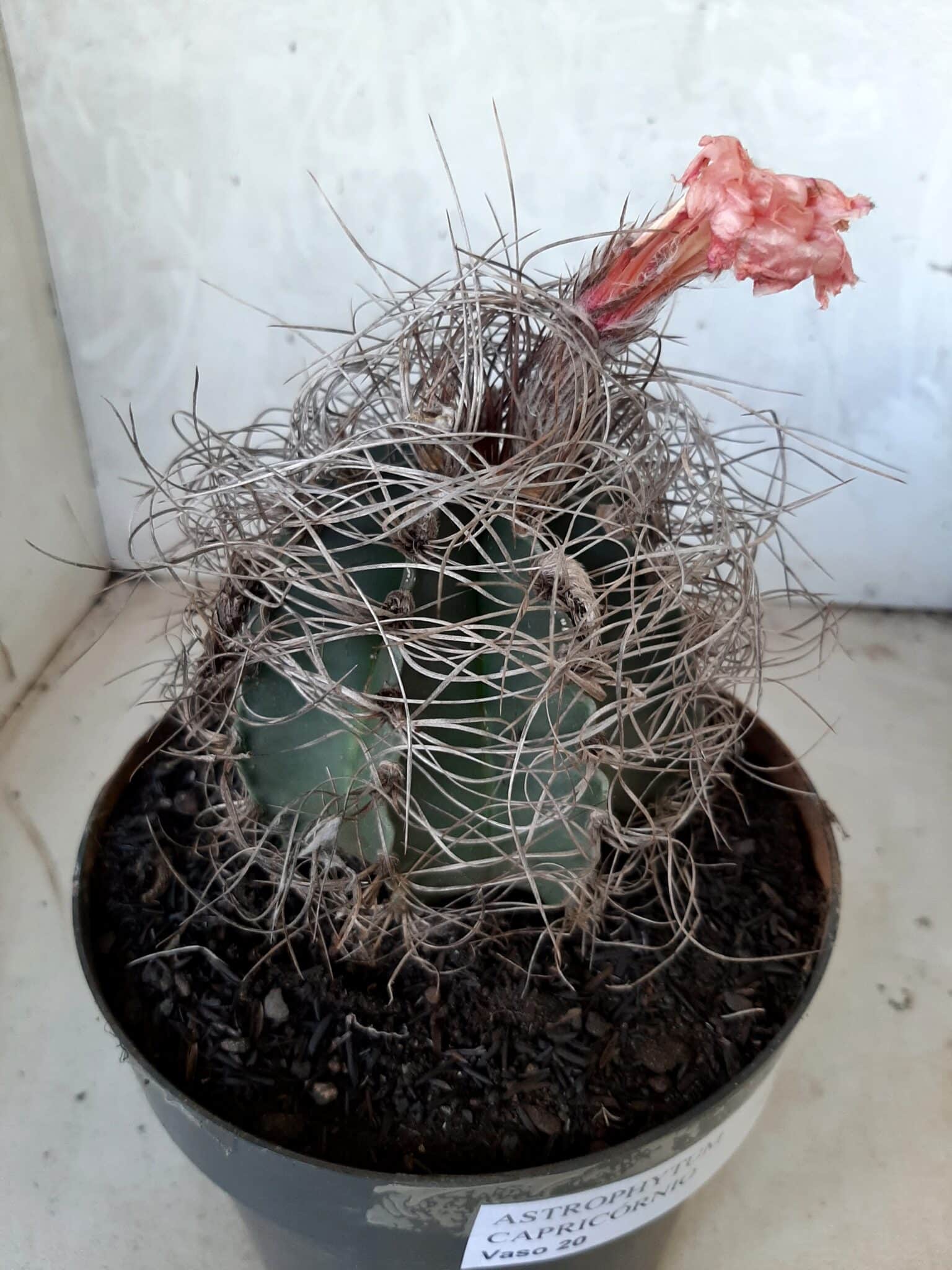 ASTROPHYTUM CAPRICÓRNIO Nº 232 – vaso 20